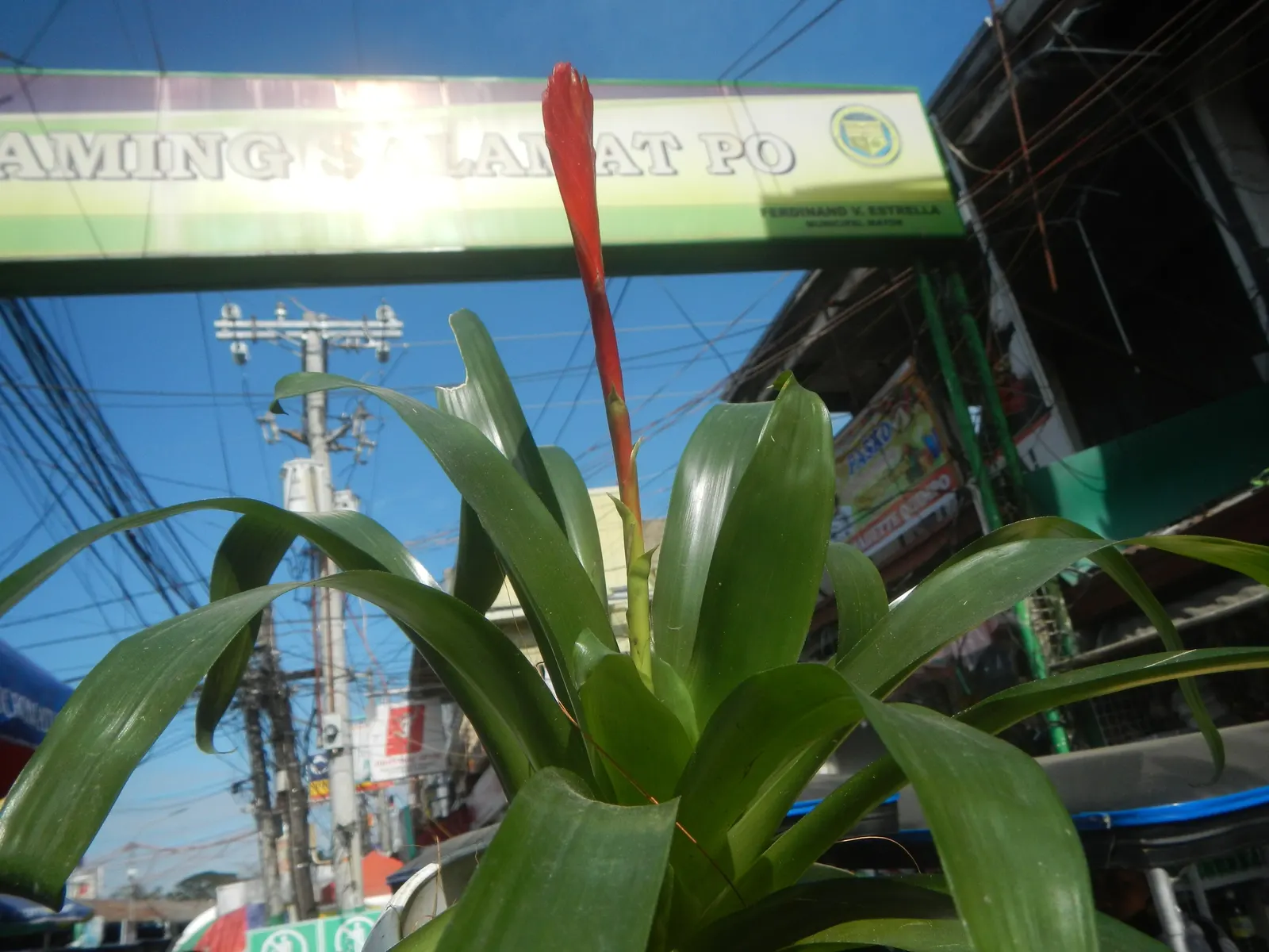Pothos (Epipremnum Aureum) — Pothos can grow extensive vines; hanging baskets, specifically, allow the cascading vines to add dimension and depth, image 68
