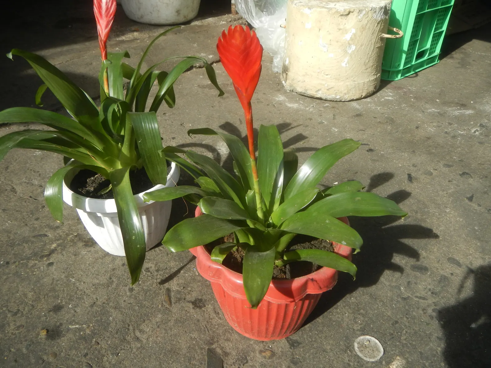 Pothos (Epipremnum Aureum) — Regular pruning can help maintain its size and encourage more bushy growth if desired; with individual leaves reaching, image 70