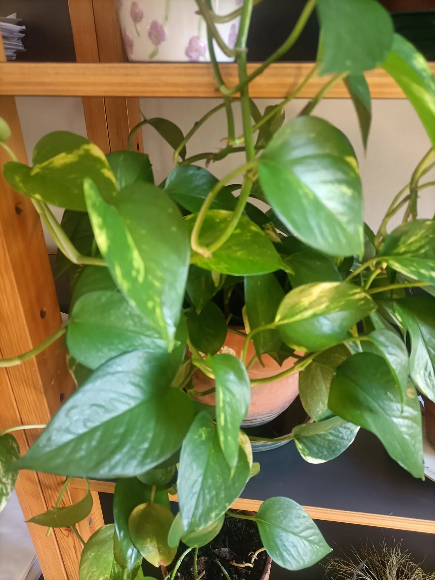 Pothos (Epipremnum Aureum) — A perfect accent in hanging baskets or climbing on structures when provided support