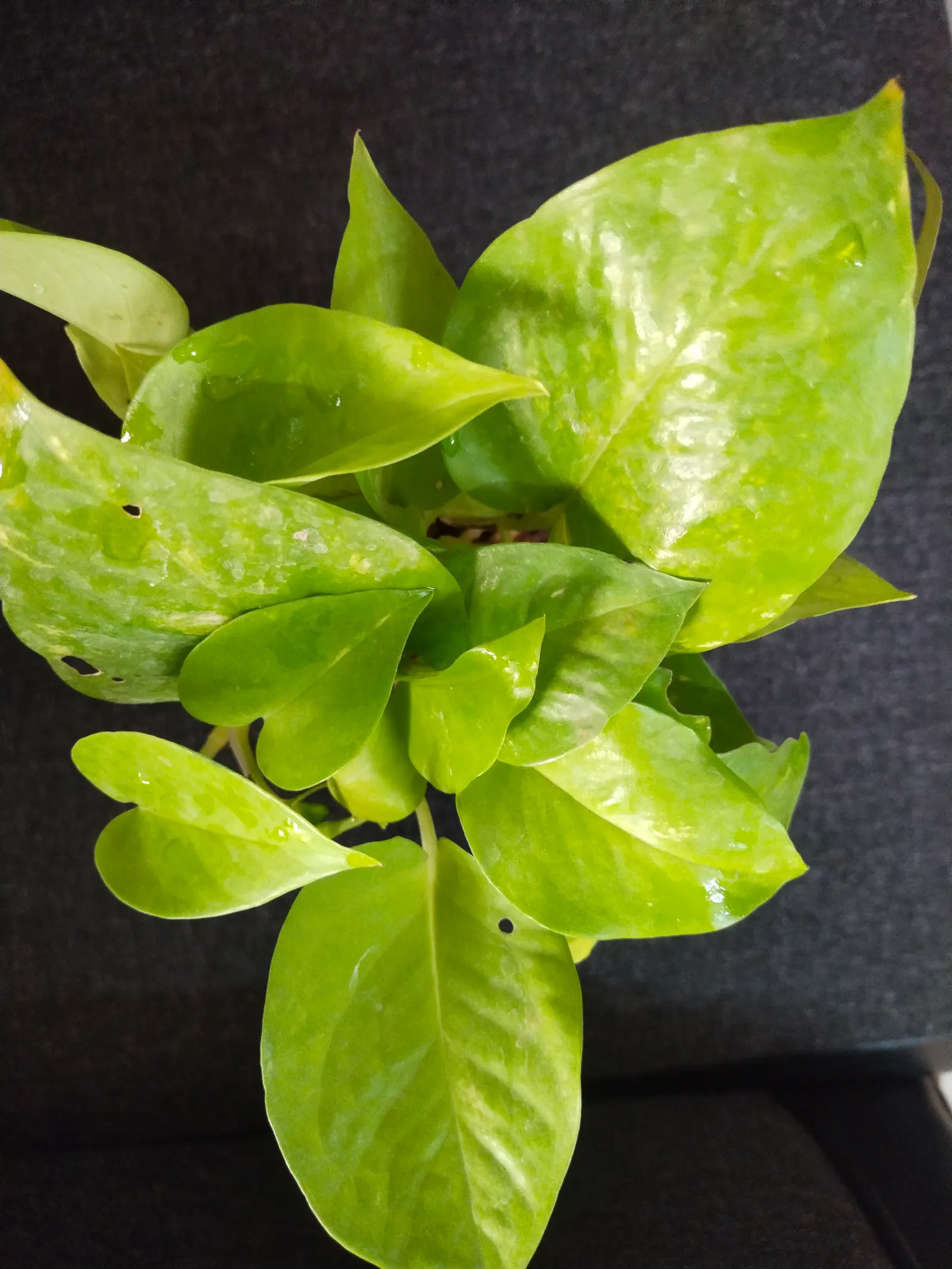 Pothos (Epipremnum Aureum) — Regular pruning can help maintain its size and encourage more bushy growth if desired; with individual leaves reaching, image 127