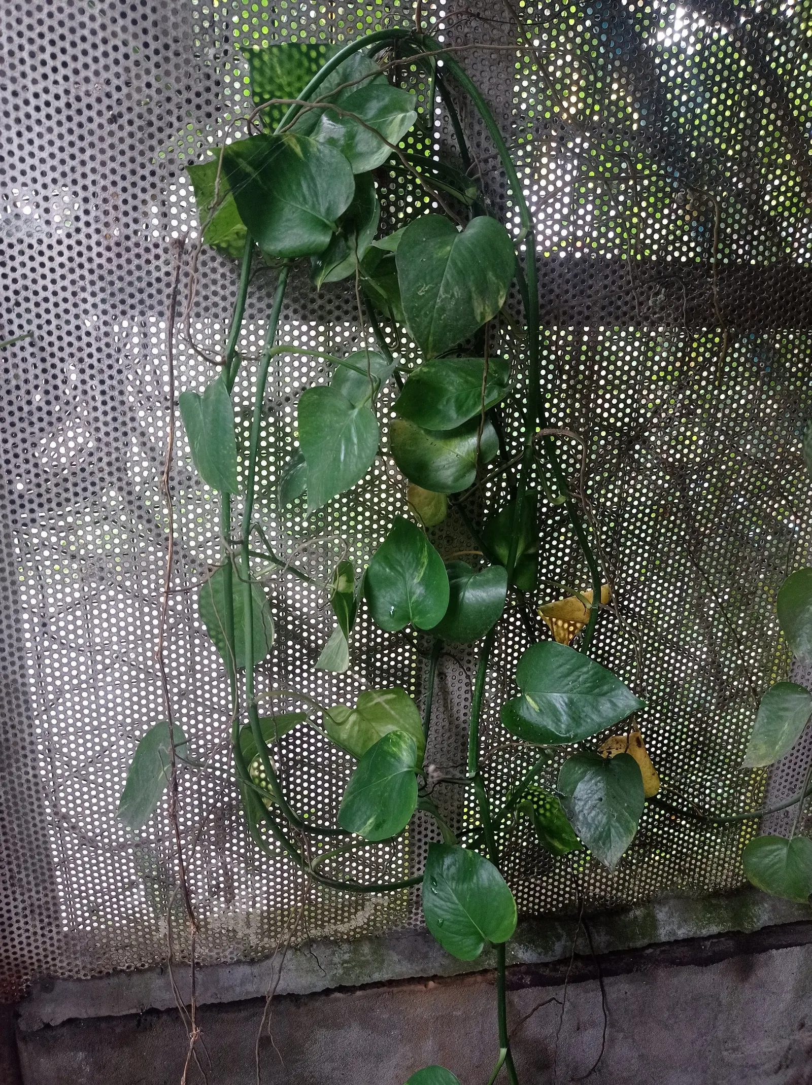 Pothos (Epipremnum Aureum) — which makes it exceptionally accommodating in a variety of landscape designs