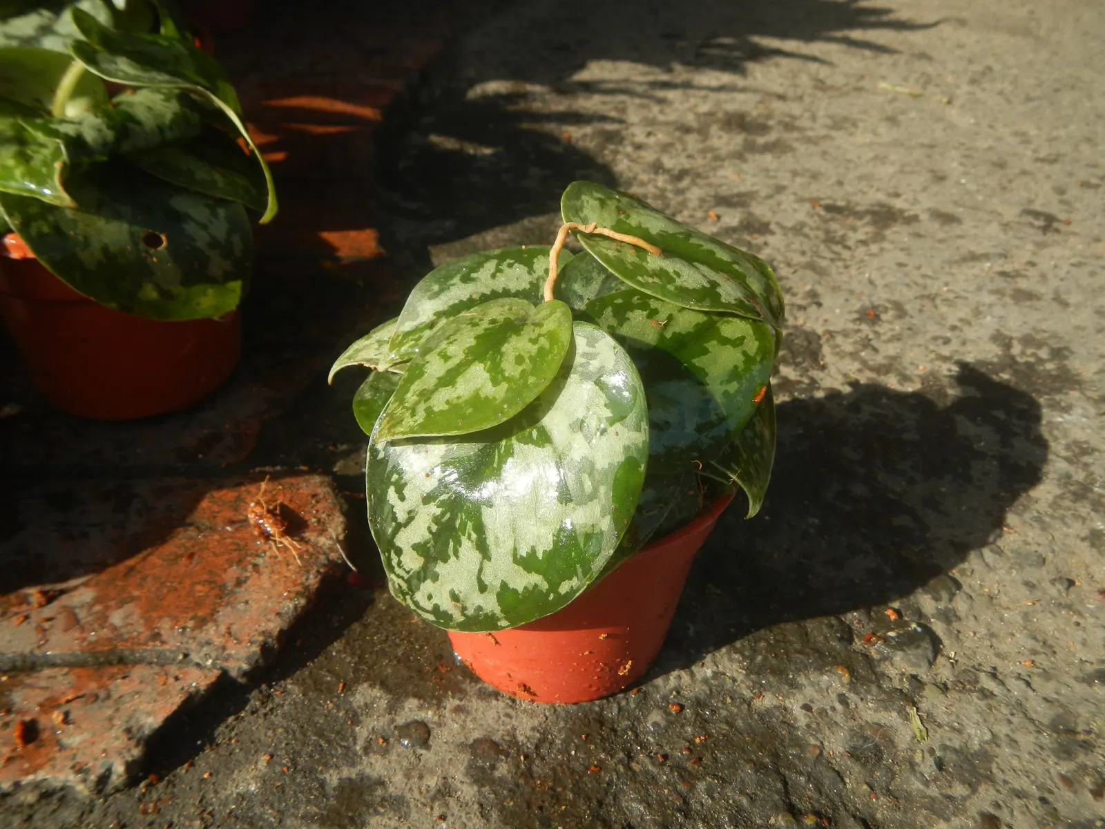 Pothos (Epipremnum Aureum) — green spaces for clients to enjoy; which makes it exceptionally accommodating in a variety of landscape designs, image 75