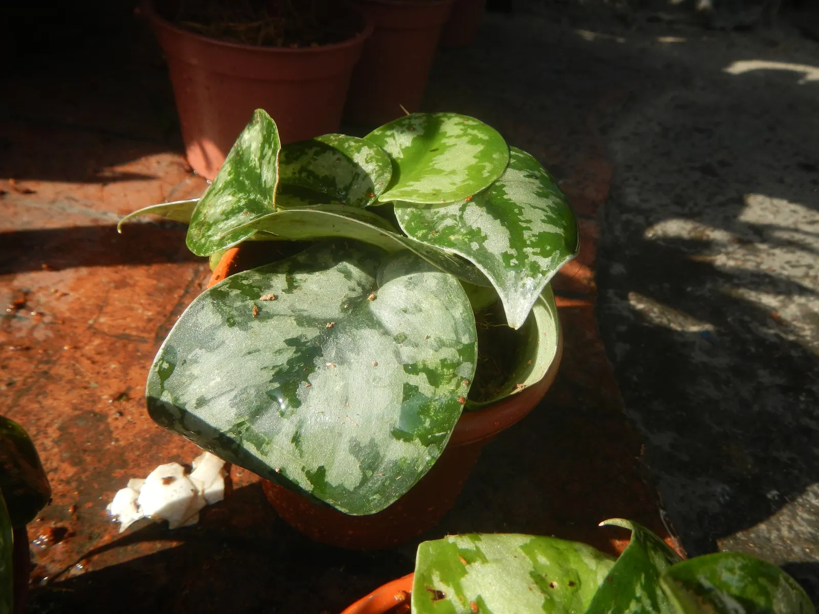 Pothos (Epipremnum Aureum) — Hanging baskets, specifically, allow the cascading vines to add dimension and depth to garden designs; with, image 74