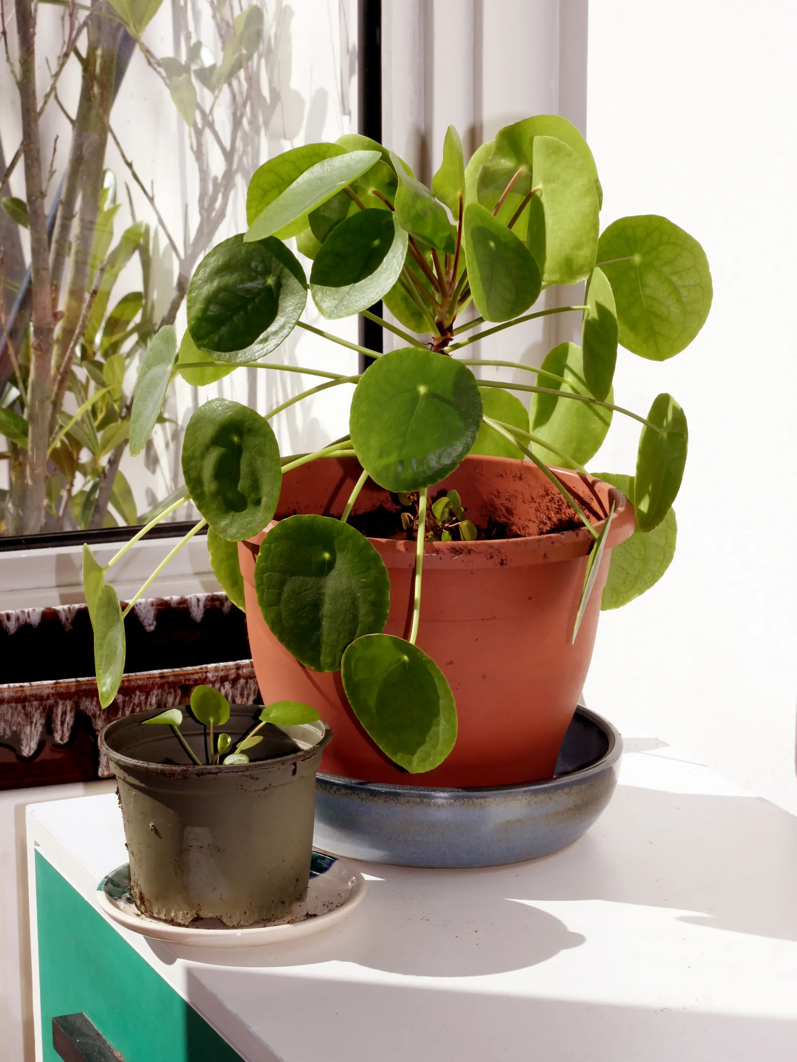 Pothos (Epipremnum Aureum) — which makes it exceptionally accommodating in a variety of landscape designs; this hardy species can grow vines over, image 123