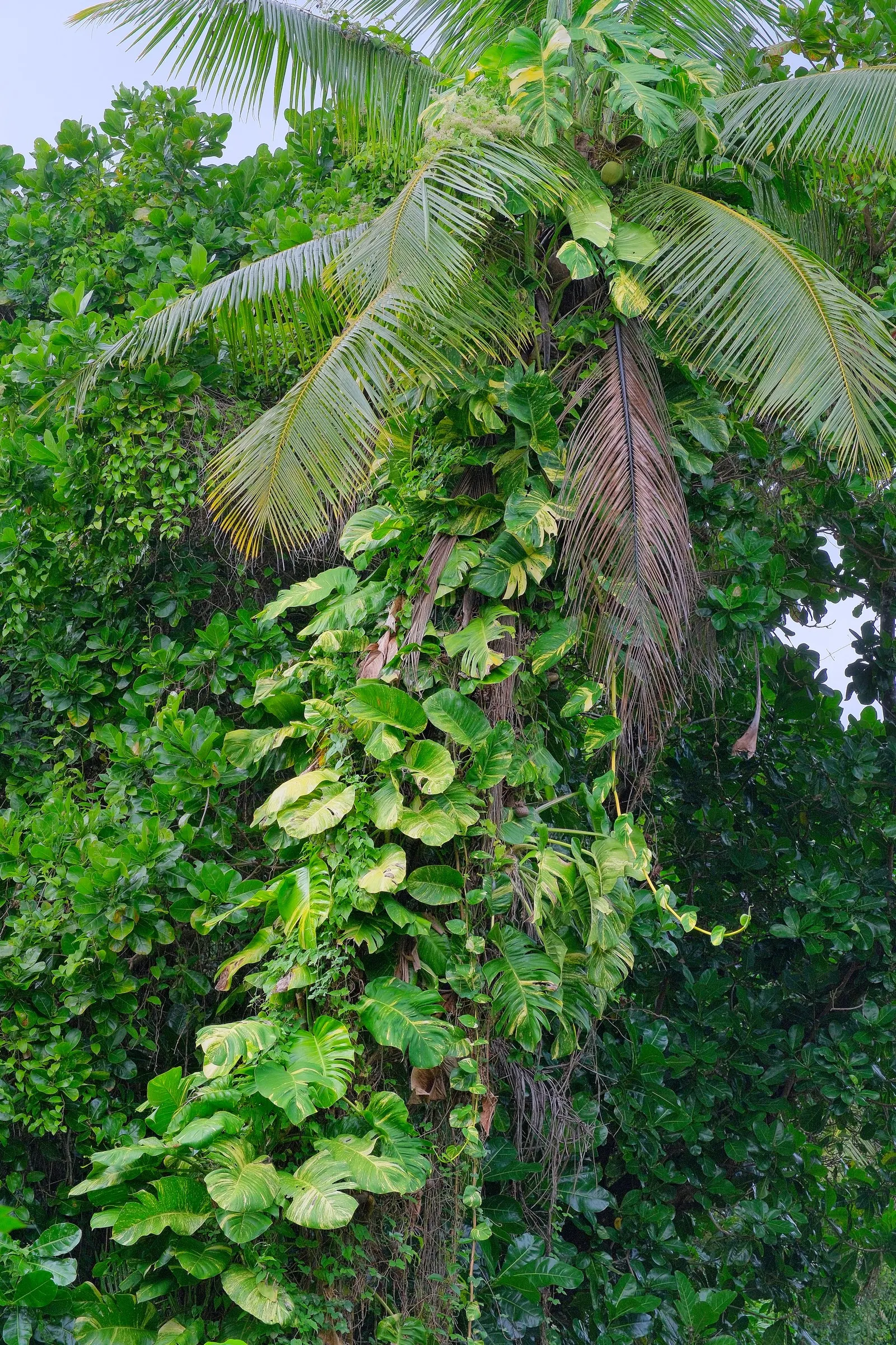 Pothos (Epipremnum Aureum) — with individual leaves reaching up to 4 to 8 inches in length; a perfect accent in hanging baskets or climbing on, image 126