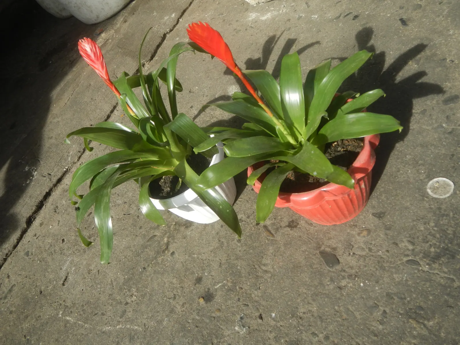Pothos (Epipremnum Aureum) — perennial / vine for deep shade or half or shade; or trained along trellises and walls, image 76