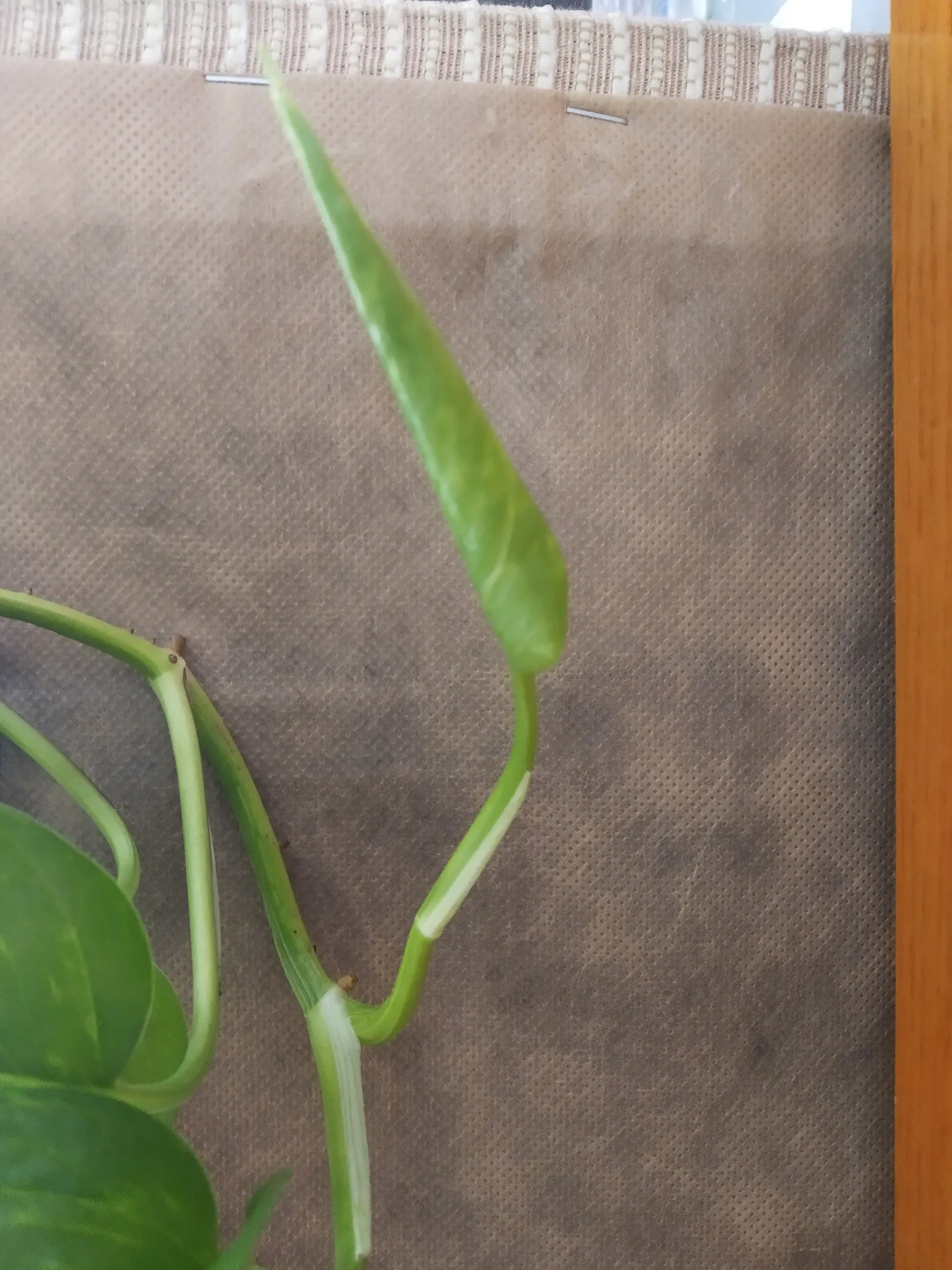 Pothos (Epipremnum Aureum) — is a versatile and hardy evergreen vine renowned for its attractive; heart-shaped leaves which often feature, image 121