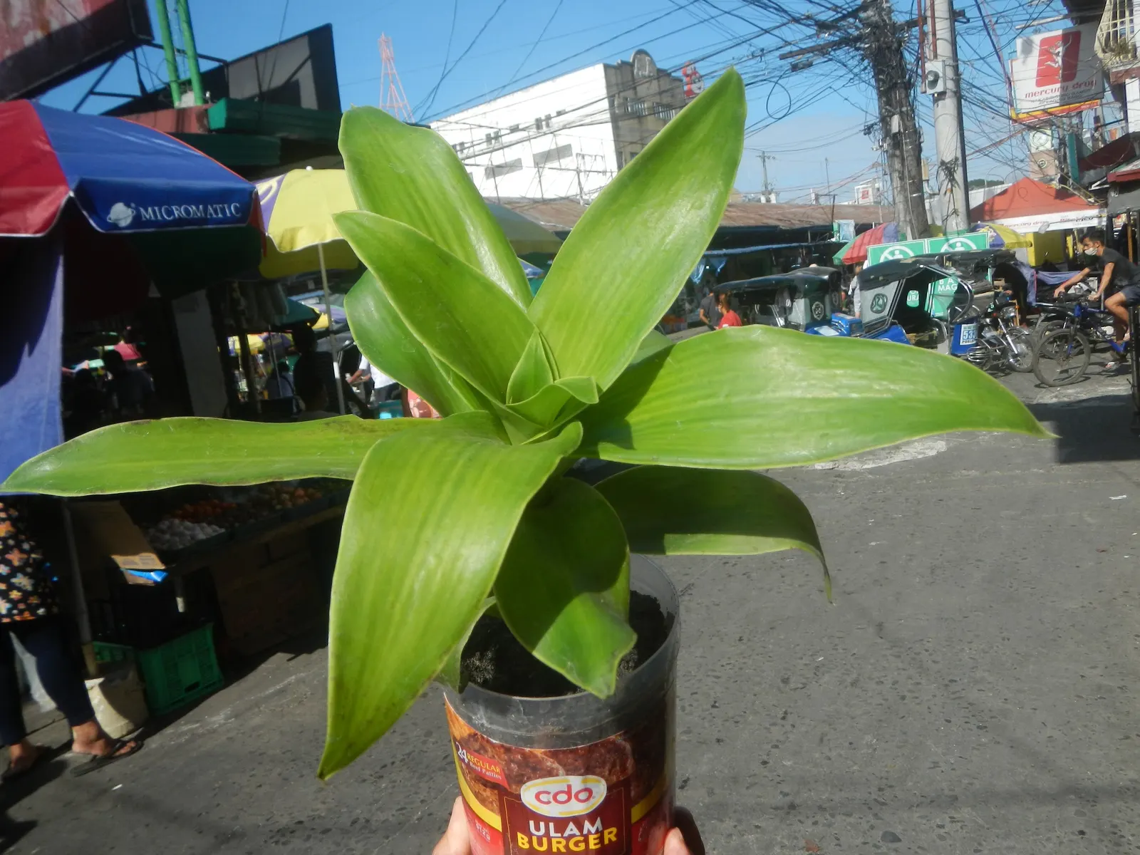 Pothos (Epipremnum Aureum) — as a ground cover in warm climates; is a versatile and hardy evergreen vine renowned for its attractive, image 72