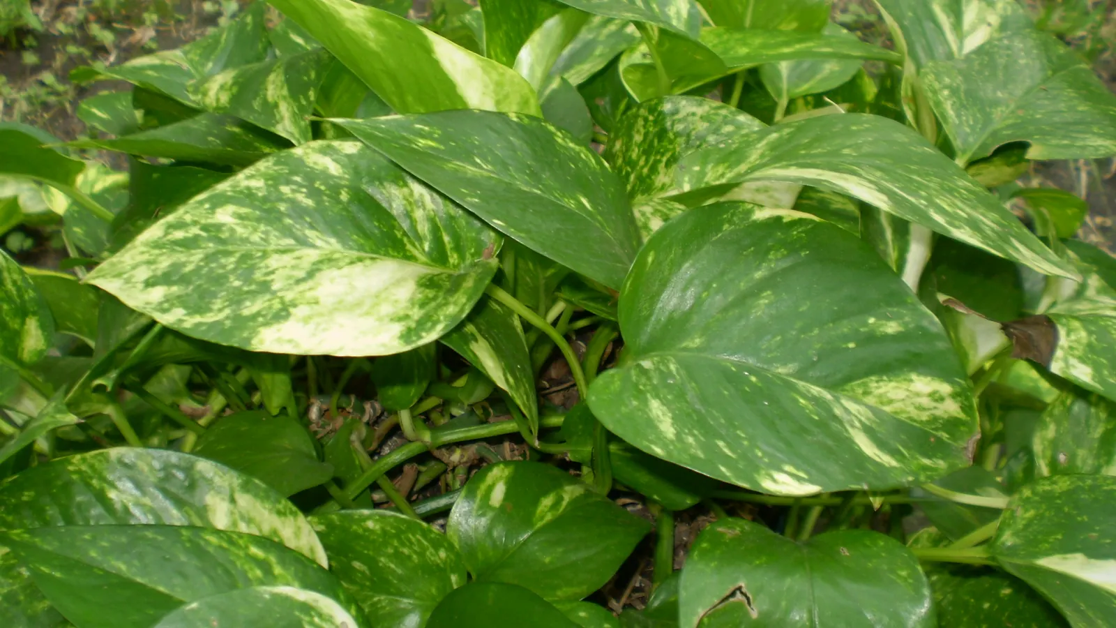 Pothos (Epipremnum Aureum) — commonly referred to as Pothos or Devil's Ivy; pothos (Epipremnum aureum), a versatile trailing evergreen, is a staple, image 120