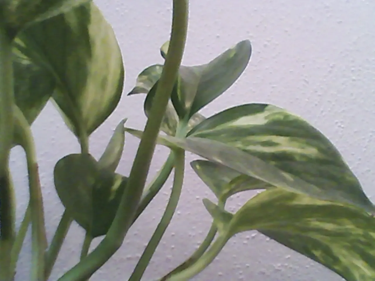 Pothos (Epipremnum Aureum) — the Pothos can be utilized in hanging baskets; perennial / vine for deep shade or half or shade, image 90
