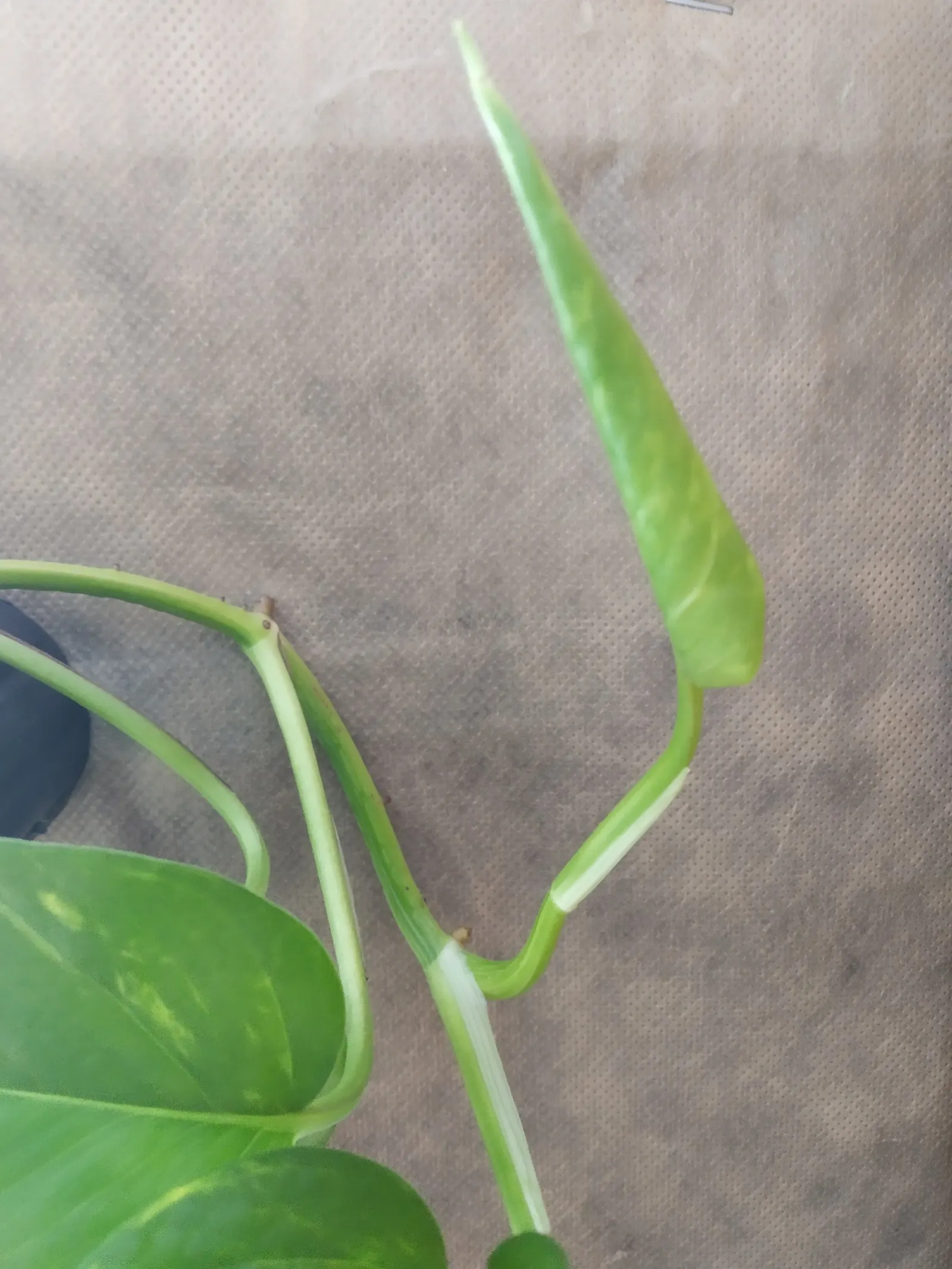 Pothos (Epipremnum Aureum) — heart-shaped leaves which often feature variegated patterns of yellow; as a ground cover in warm climates, image 122