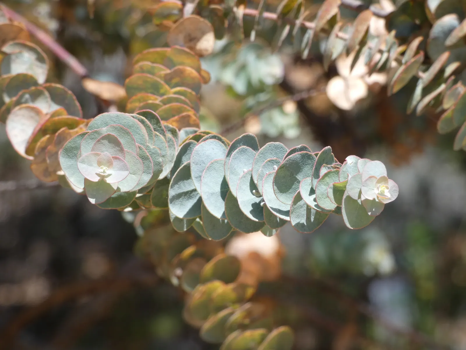 Book-Leaf Malle (Eucalyptus Kruseana) — commonly known as the Book-leaf Mallee