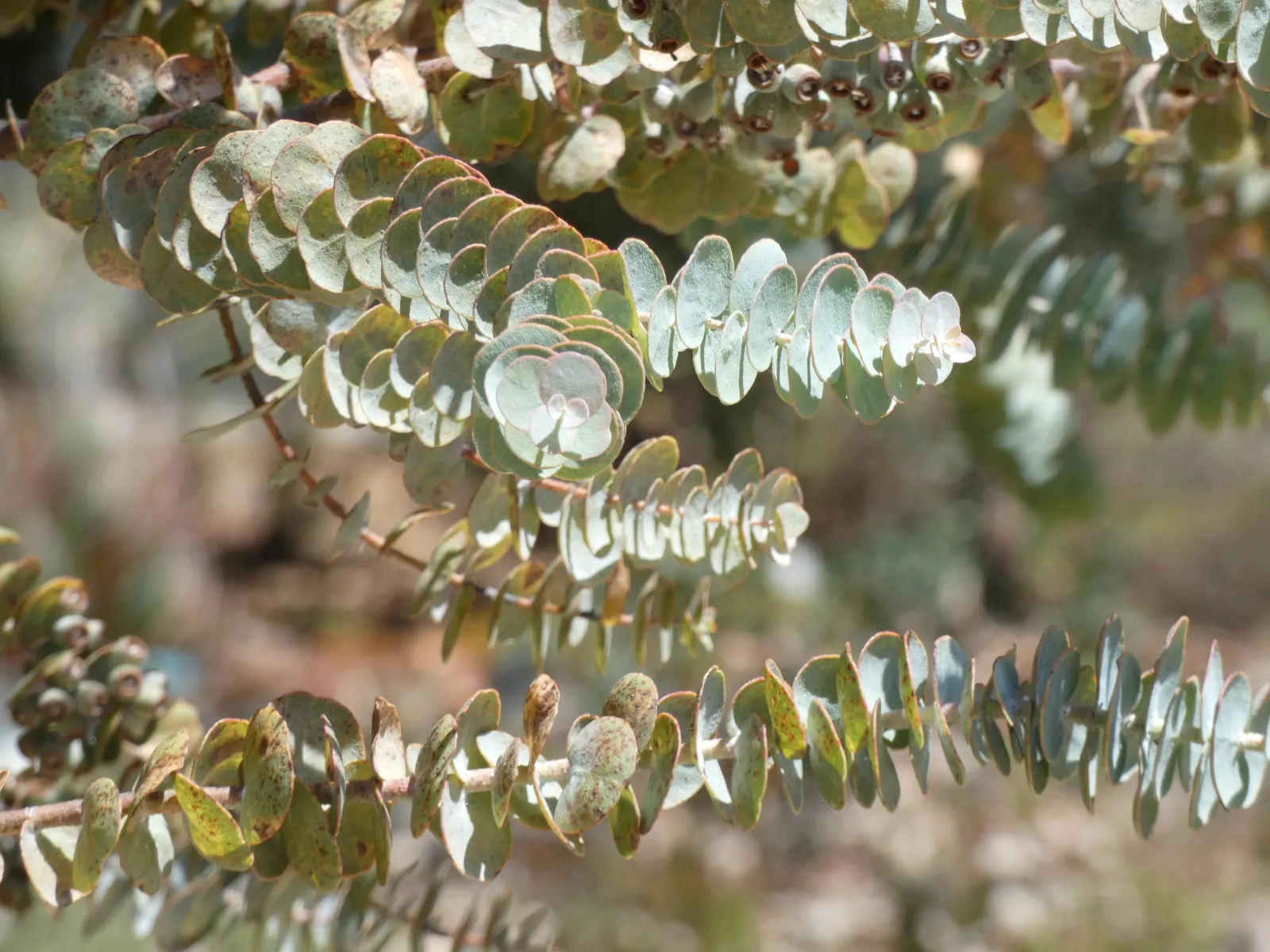 Book-Leaf Malle (Eucalyptus Kruseana) — Ideal for xeriscapes and low-maintenance designs