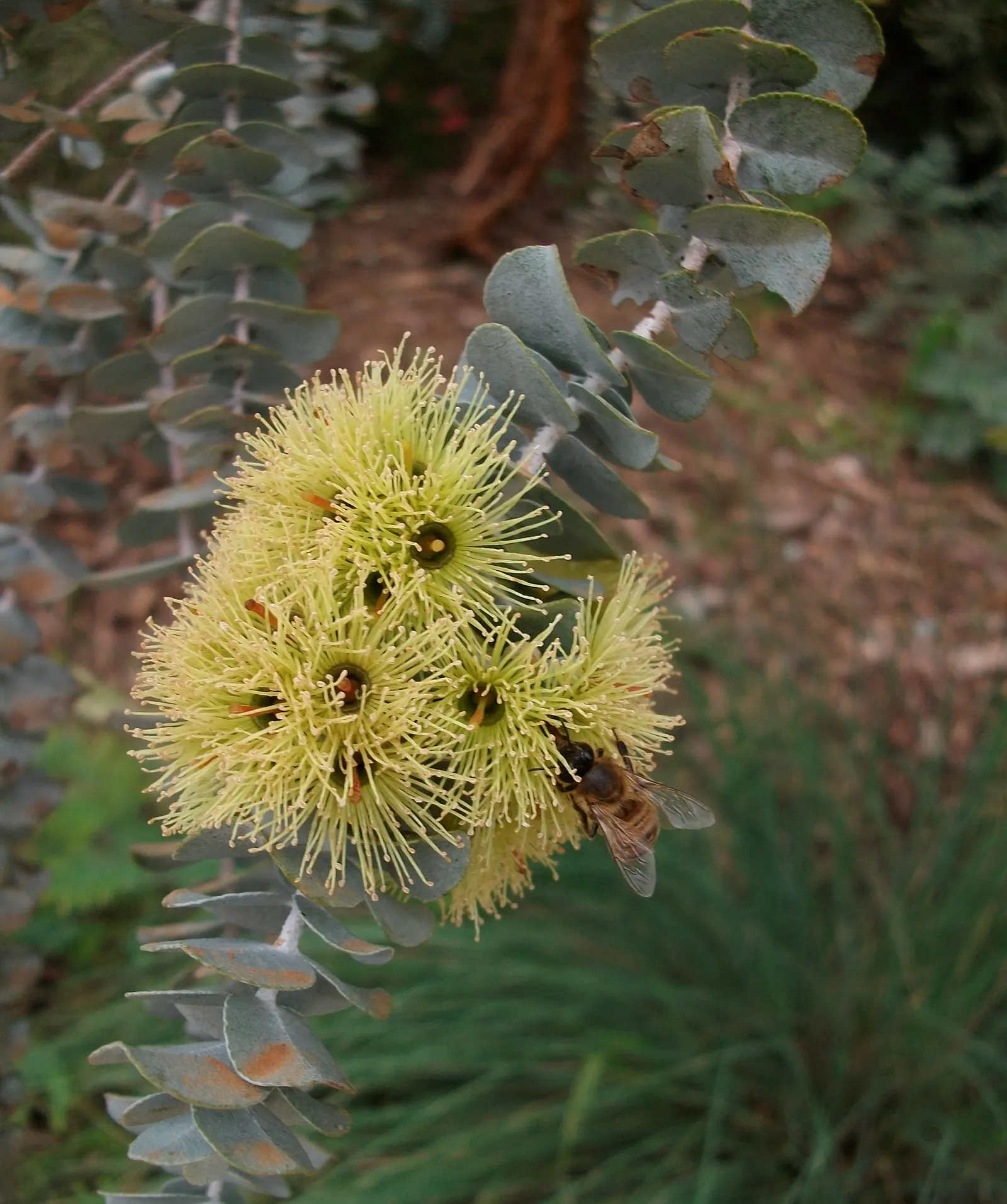 Book-Leaf Malle (Eucalyptus Kruseana) — and blooms with bright yellow flowers in spring or summer