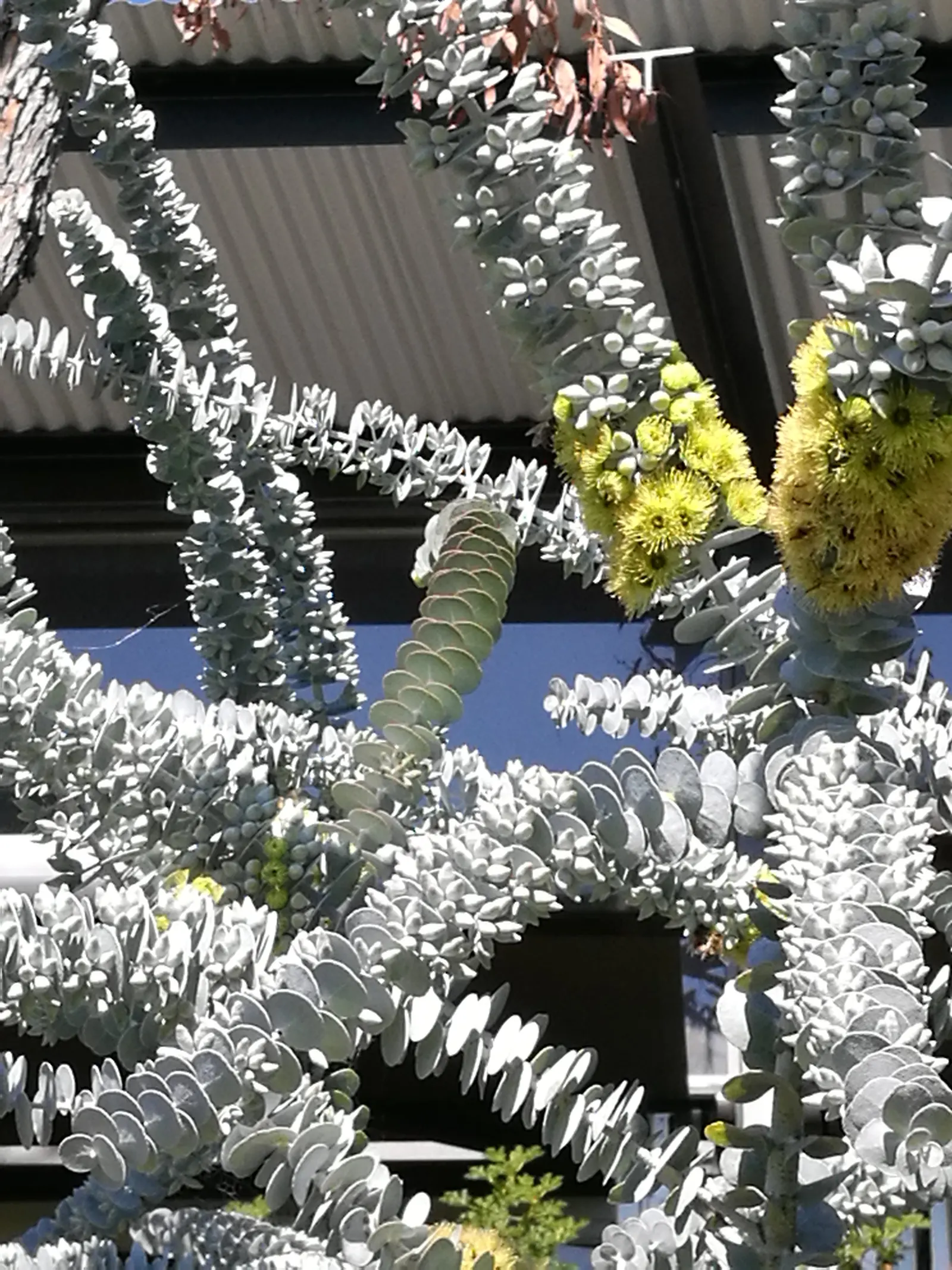Book-Leaf Malle (Eucalyptus Kruseana) — offering a vivid contrast