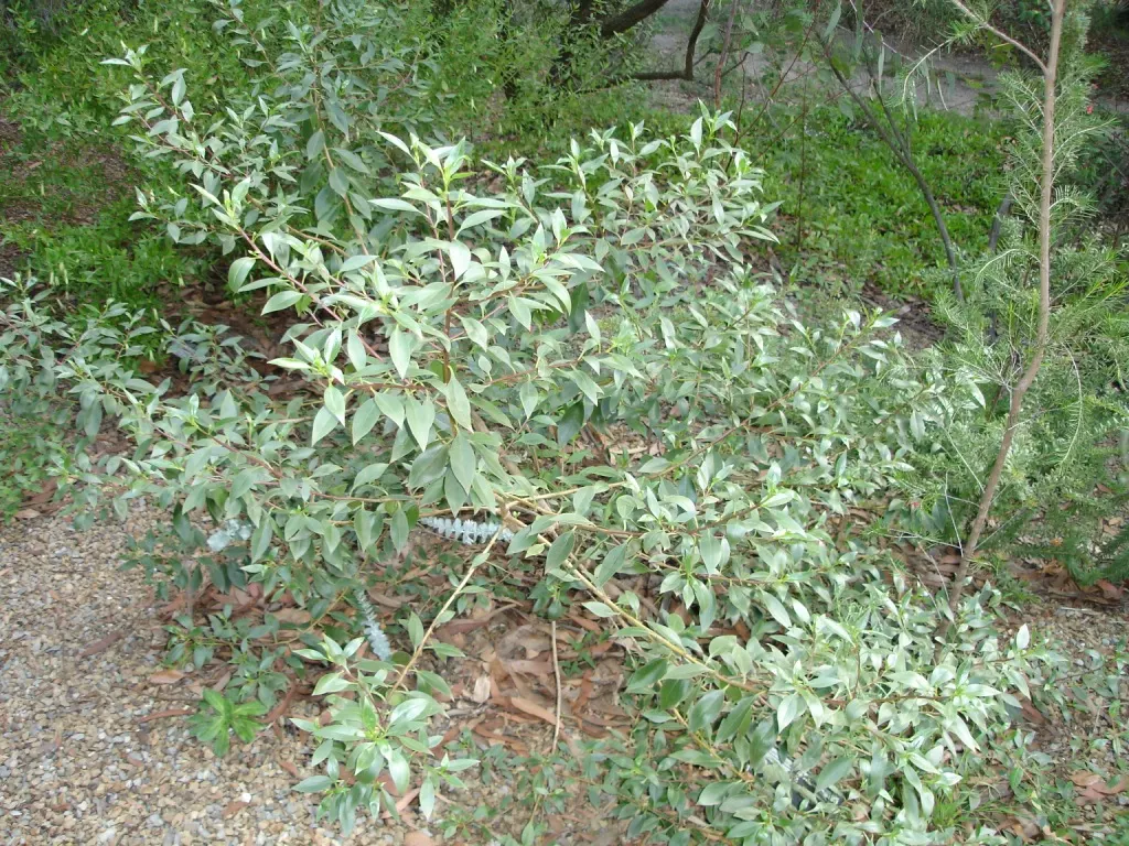 Book-Leaf Malle (Eucalyptus Kruseana) — This Australian native thrives in well-drained soils and full sun