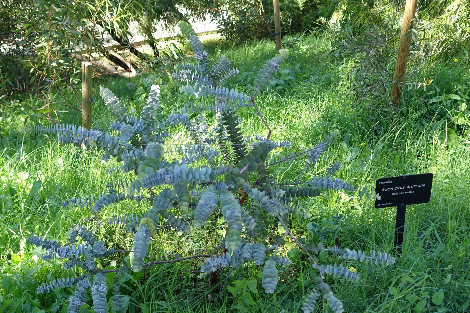 Book-Leaf Malle (Eucalyptus Kruseana) — Renowned for its silver-blue, round foliage resembling book pages, it is an eye-catching accent plant