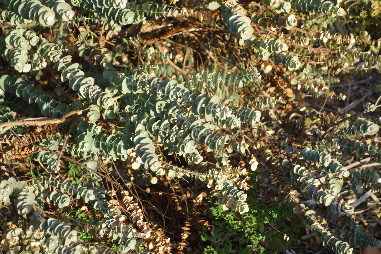 Book-Leaf Malle (Eucalyptus Kruseana) — is a striking multi-stemmed shrub reaching up to 10 feet tall
