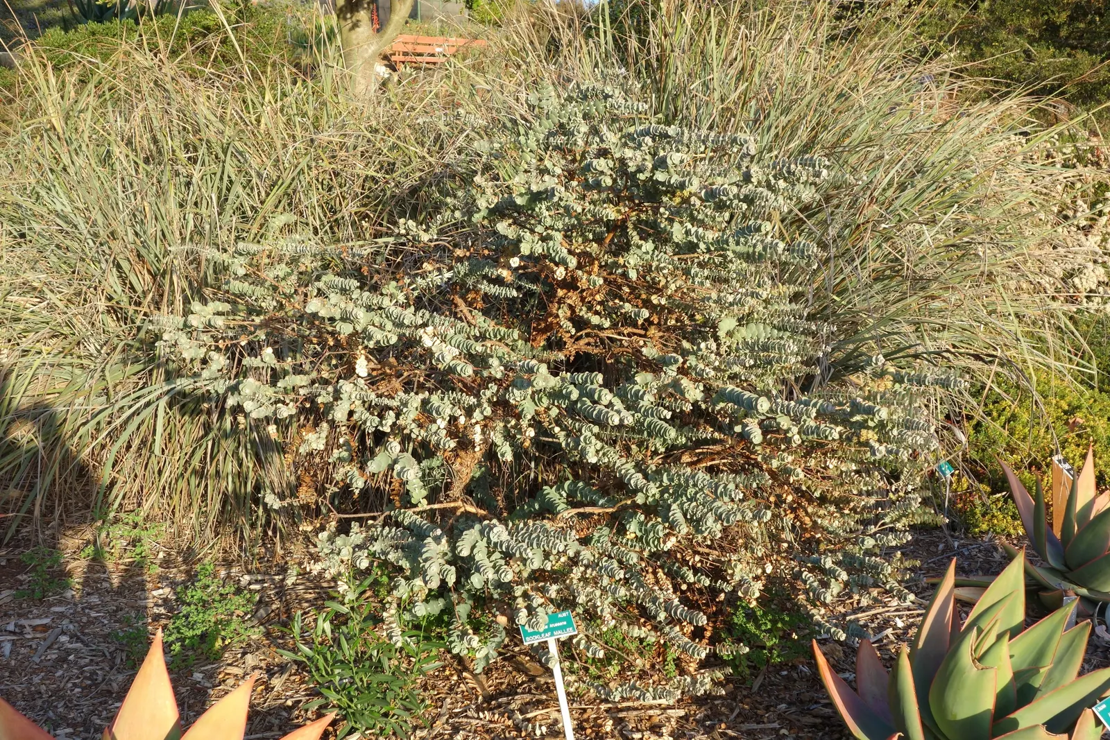 Book-Leaf Malle (Eucalyptus Kruseana) — commonly known as Book-leaf Mallee