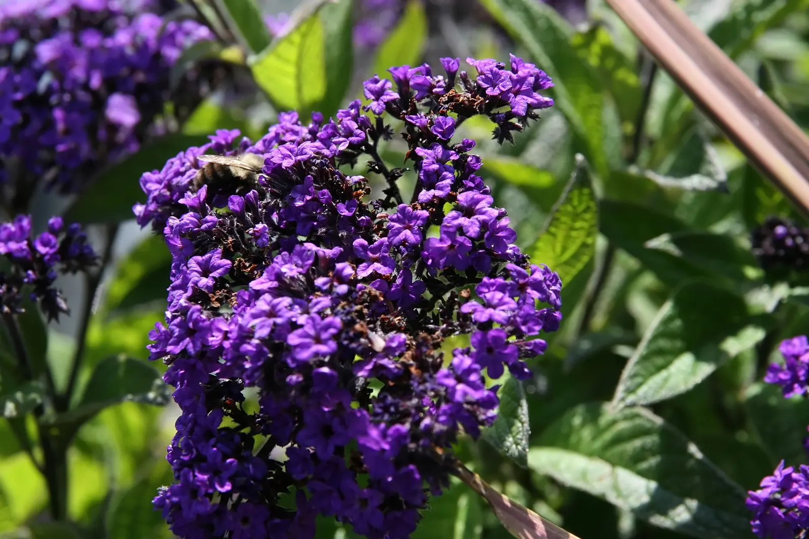 Common Heliotrope (Heliotropium Arborescens) — and consistent moisture is key; common Heliotrope (Heliotropium arborescens) <br><br>The Common, image 81