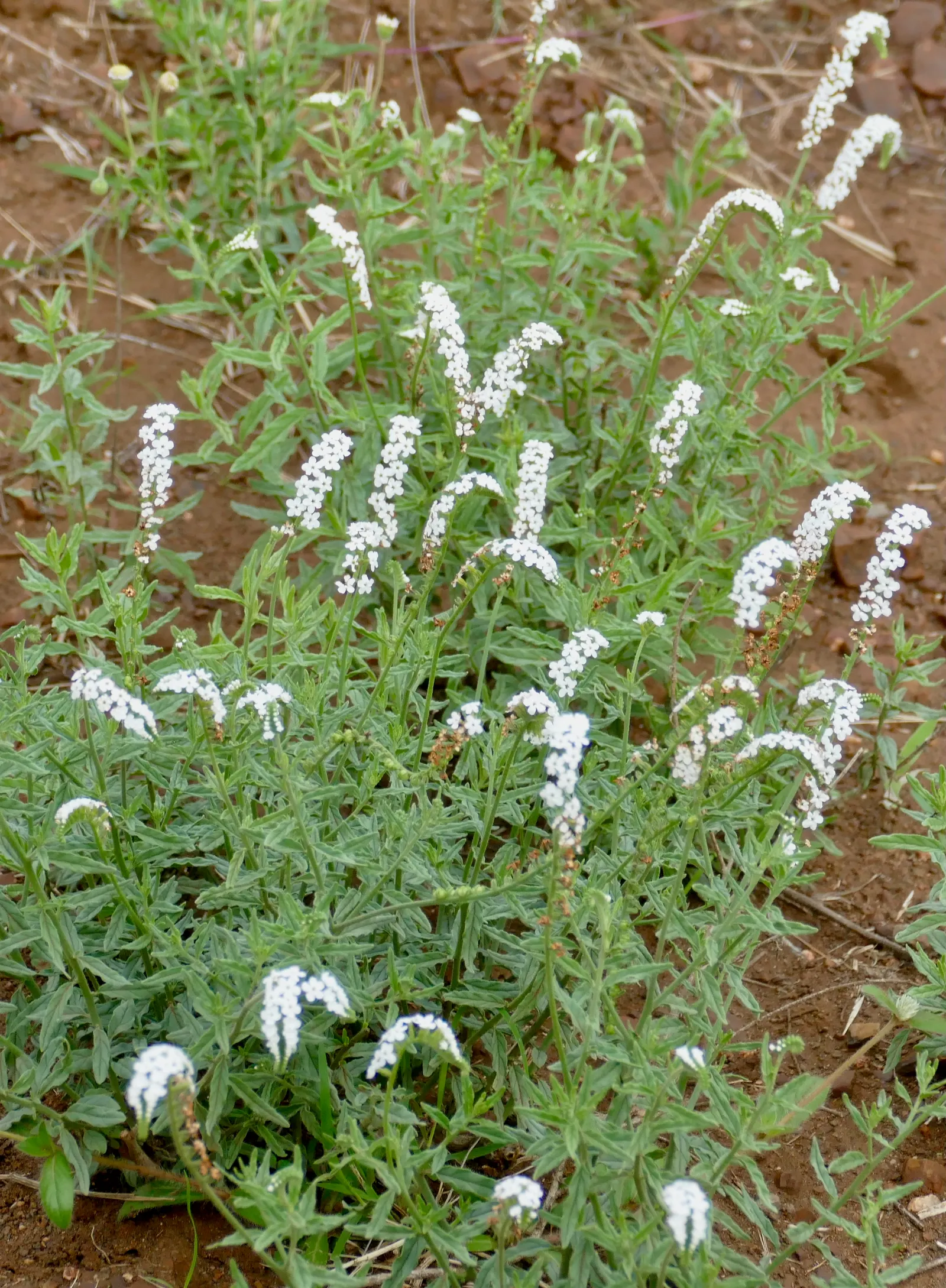 Common Heliotrope (Heliotropium Arborescens) — Famed for its sweet vanilla-like scent; lavender flowers in the garden, image 71