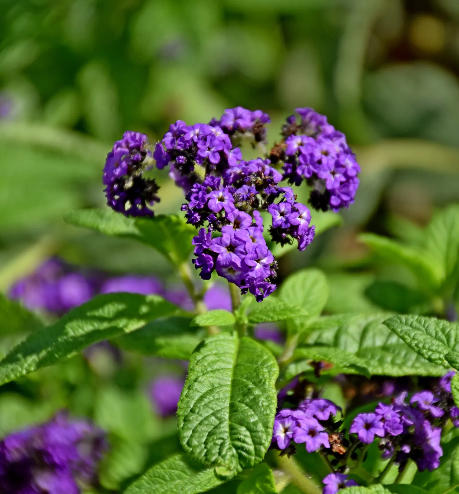 Common Heliotrope (Heliotropium Arborescens) — USDA zones 10-11; protect from frost; heliotropium arborescens, the Common Heliotrope, is a fragrant, image 98