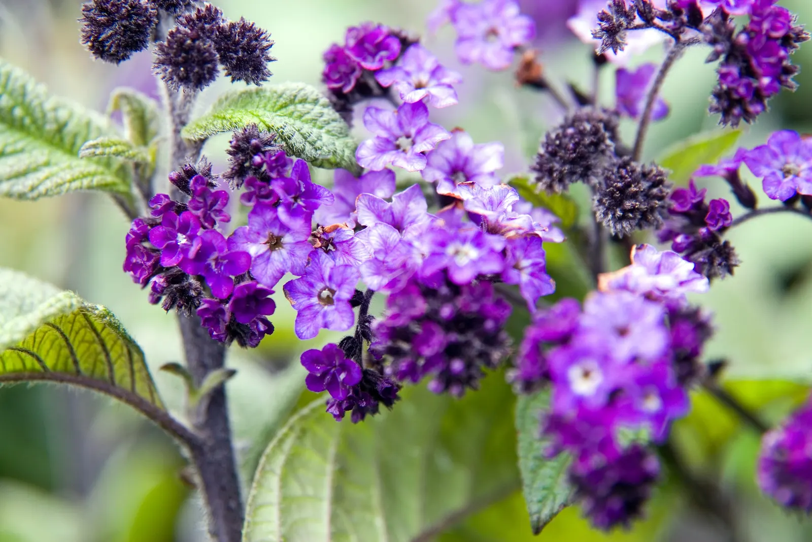 Common Heliotrope (Heliotropium Arborescens) — flowering plant that serves as an enchanting addition to any landscape