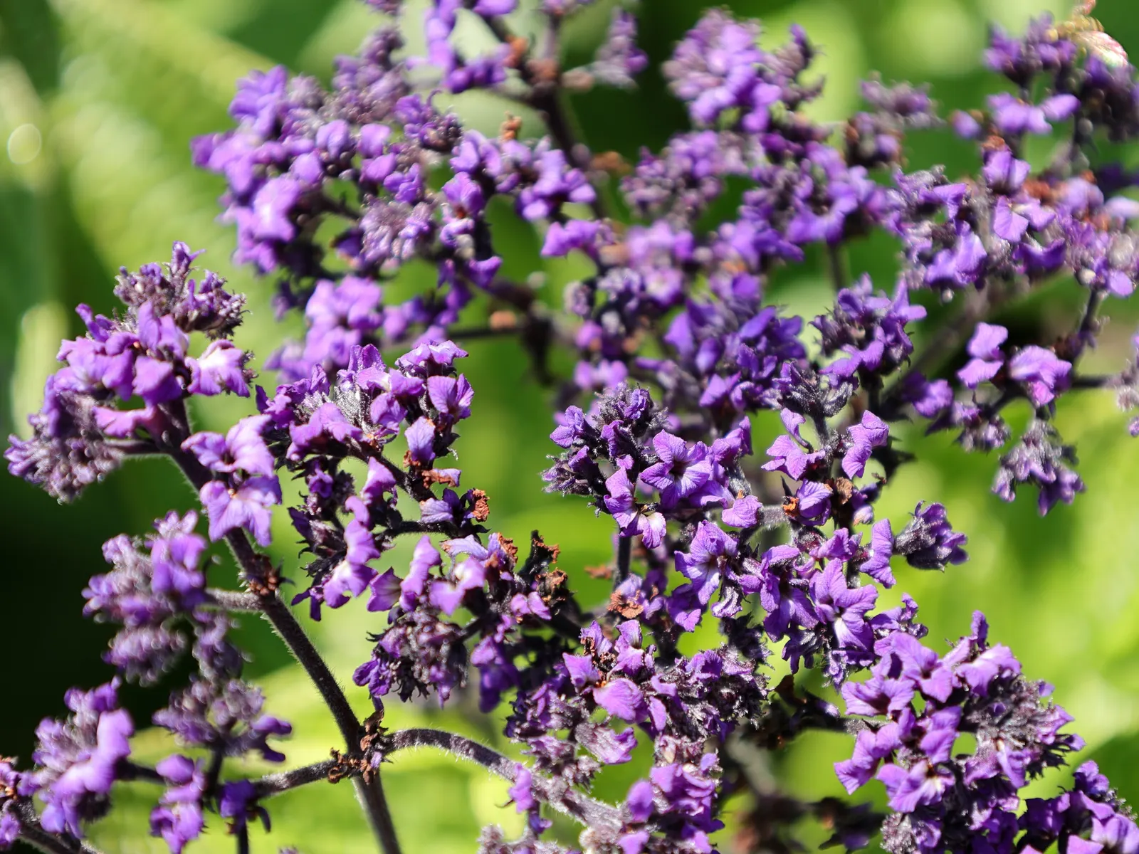 Common Heliotrope (Heliotropium Arborescens) — Preferring full sun to partial shade, it blooms clusters of tiny, violet or white flowers from, image 65