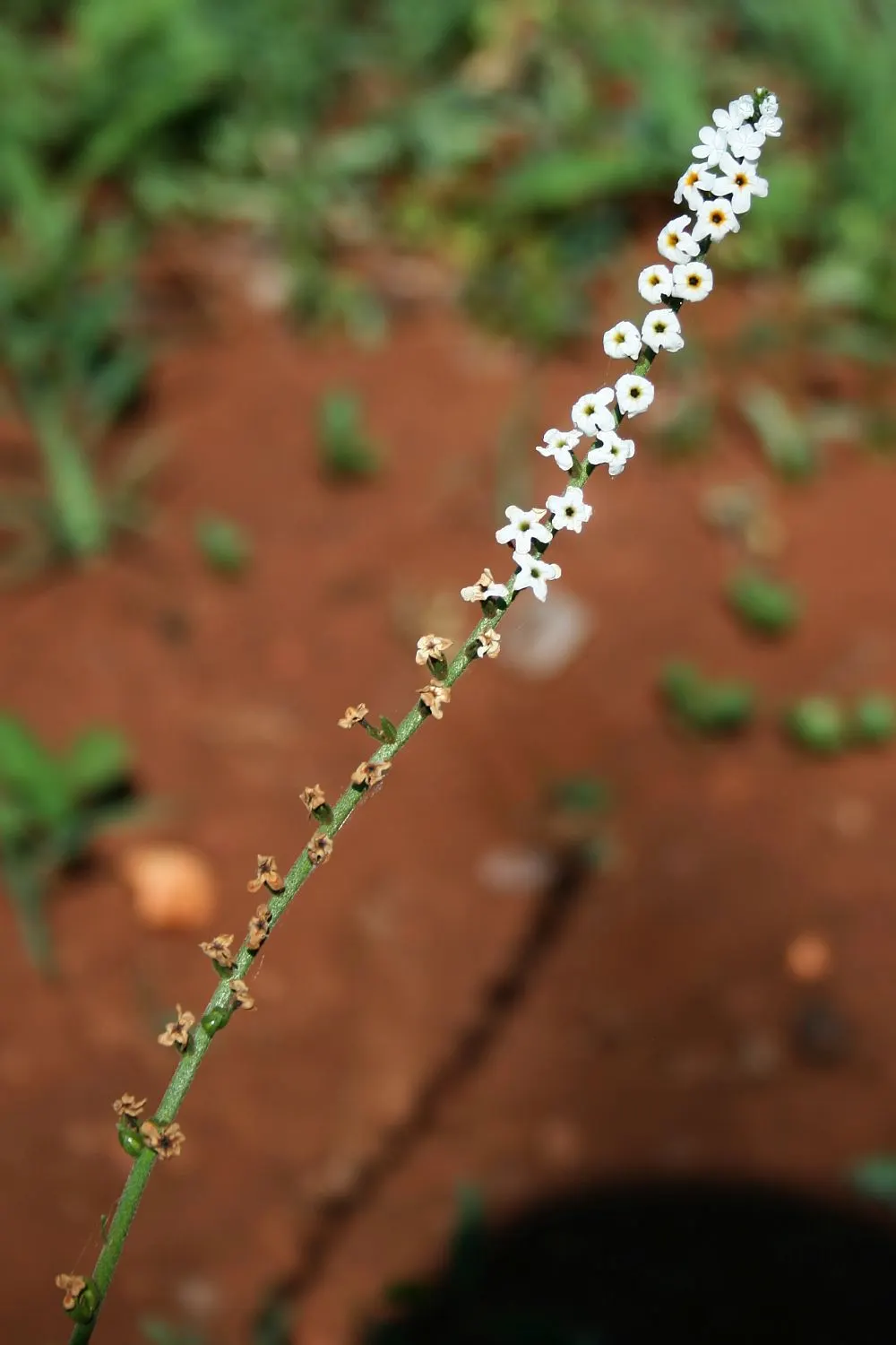 Common Heliotrope (Heliotropium Arborescens) — Preferring full sun to partial shade, it blooms clusters of tiny, violet or white flowers from spring to fall