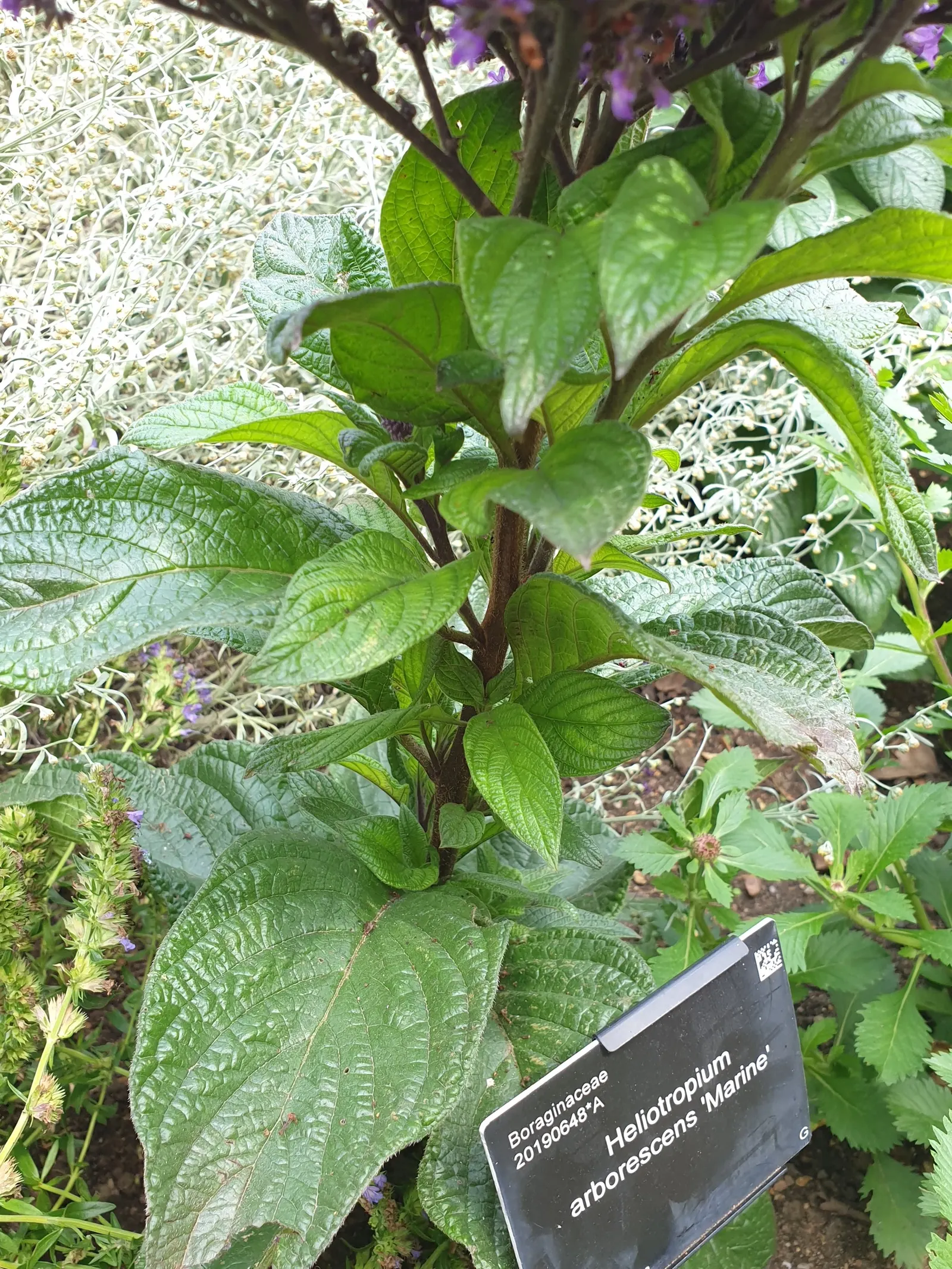 Common Heliotrope (Heliotropium Arborescens) — USDA zones 10-11; protect from frost; heliotropium arborescens, the Common Heliotrope, is a fragrant perennial