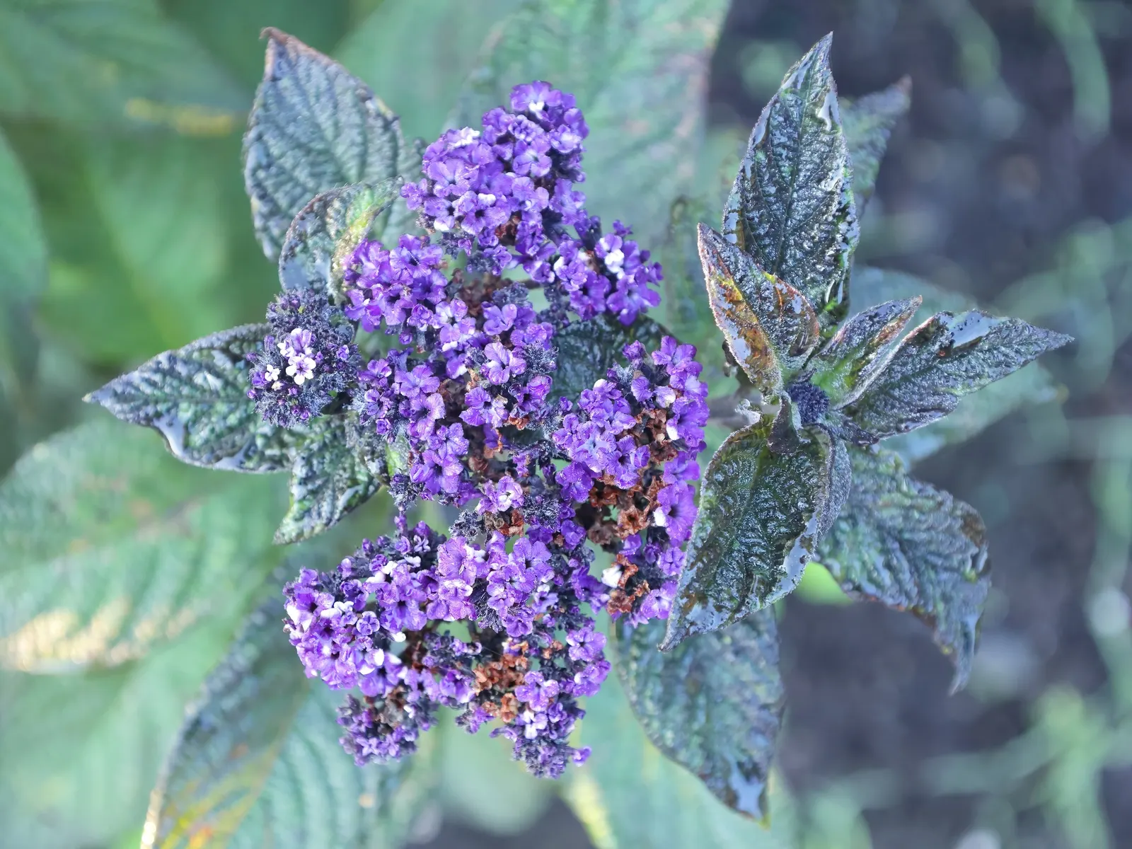 Common Heliotrope (Heliotropium Arborescens) — especially in hotter regions