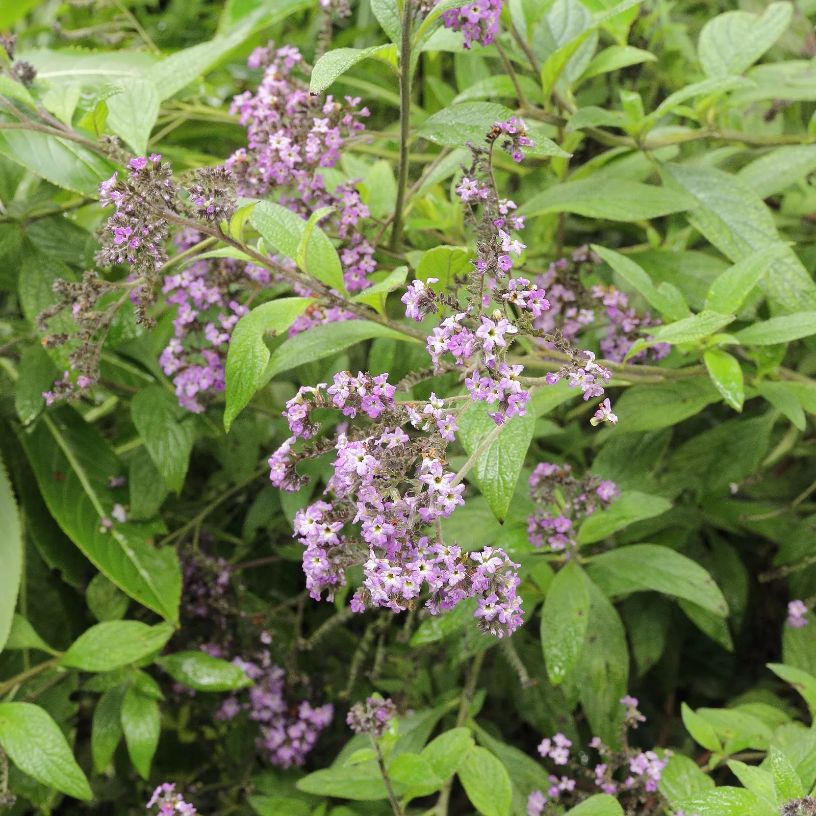 Common Heliotrope (Heliotropium Arborescens) — USDA zones 10-11; protect from frost; heliotropium arborescens, the Common Heliotrope, is a fragrant, image 67