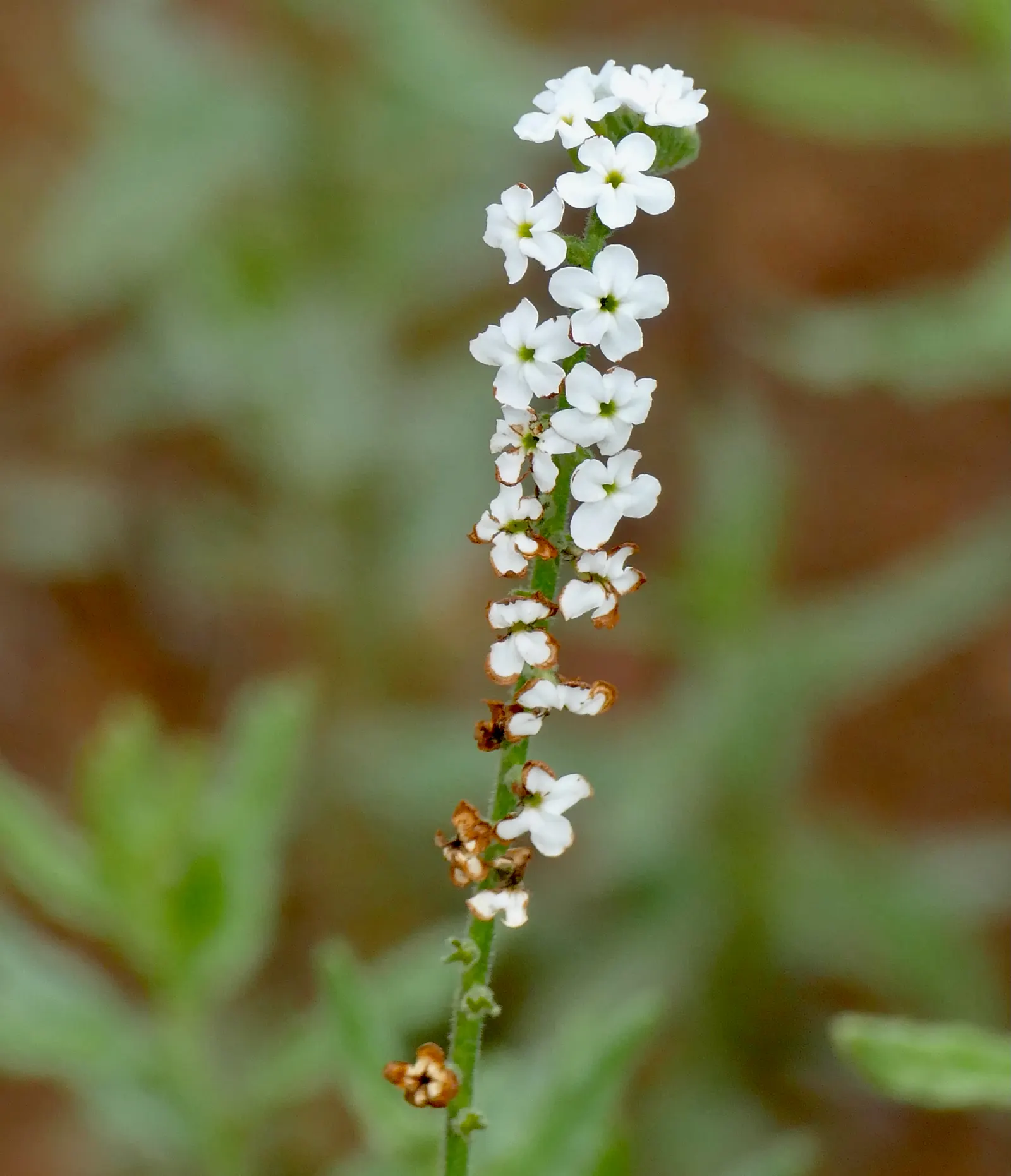 Common Heliotrope (Heliotropium Arborescens) — Heliotropes prefer a sunny location with partial afternoon shade, image 78