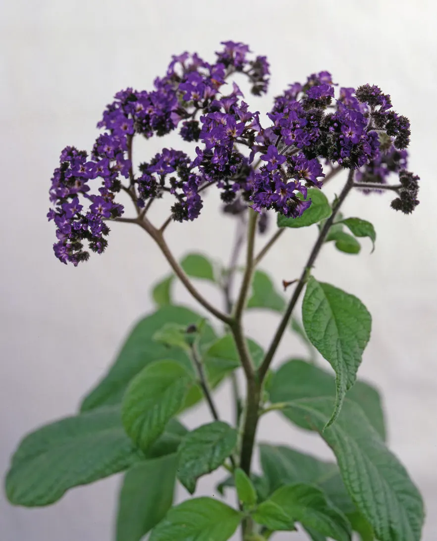Common Heliotrope (Heliotropium Arborescens) — flowering plant that serves as an enchanting addition to any landscape; making them ideal for USDA, image 70