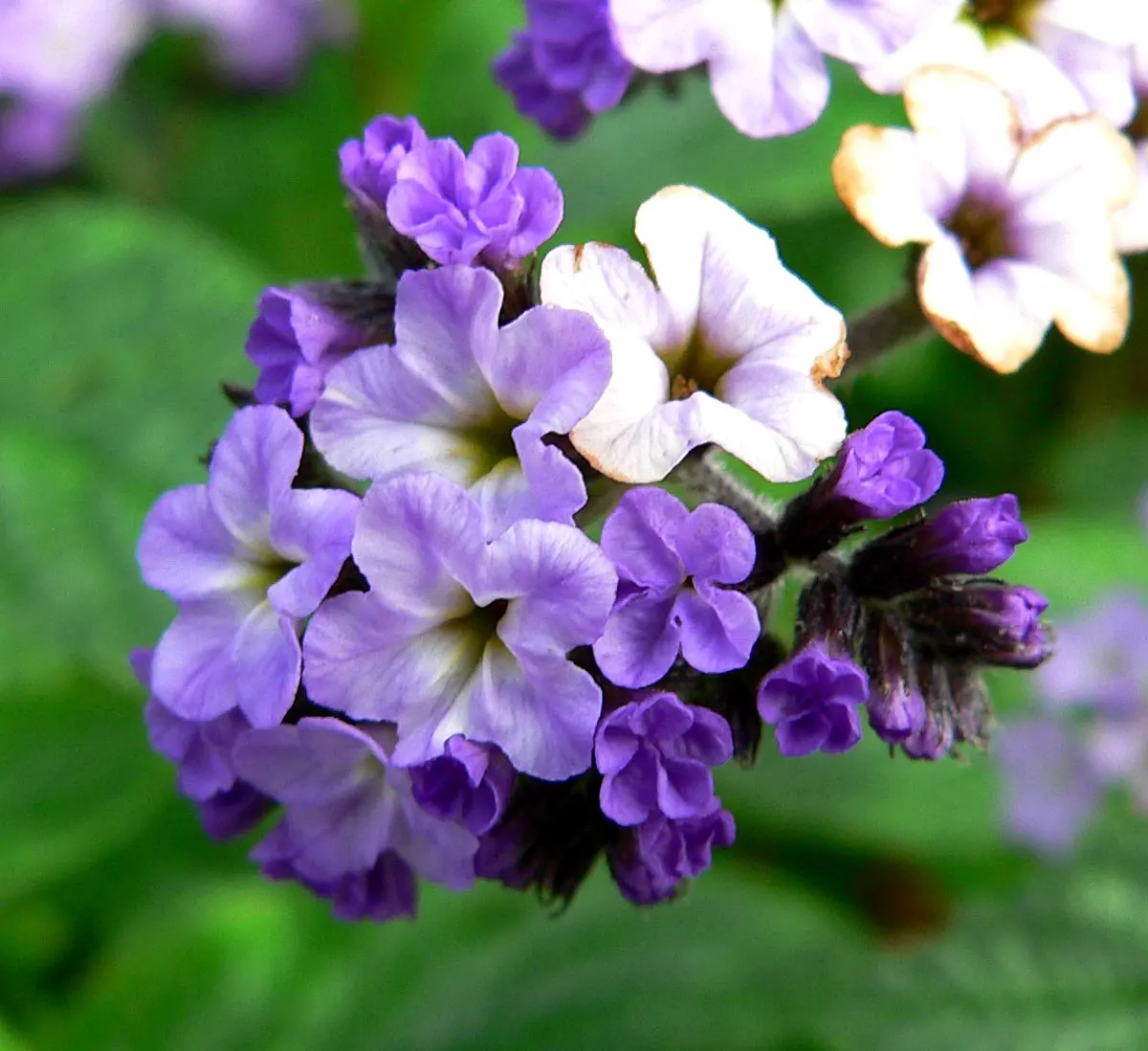 Common Heliotrope (Heliotropium Arborescens) — <br><br>For optimal growth; famed for its sweet vanilla-like scent, image 77