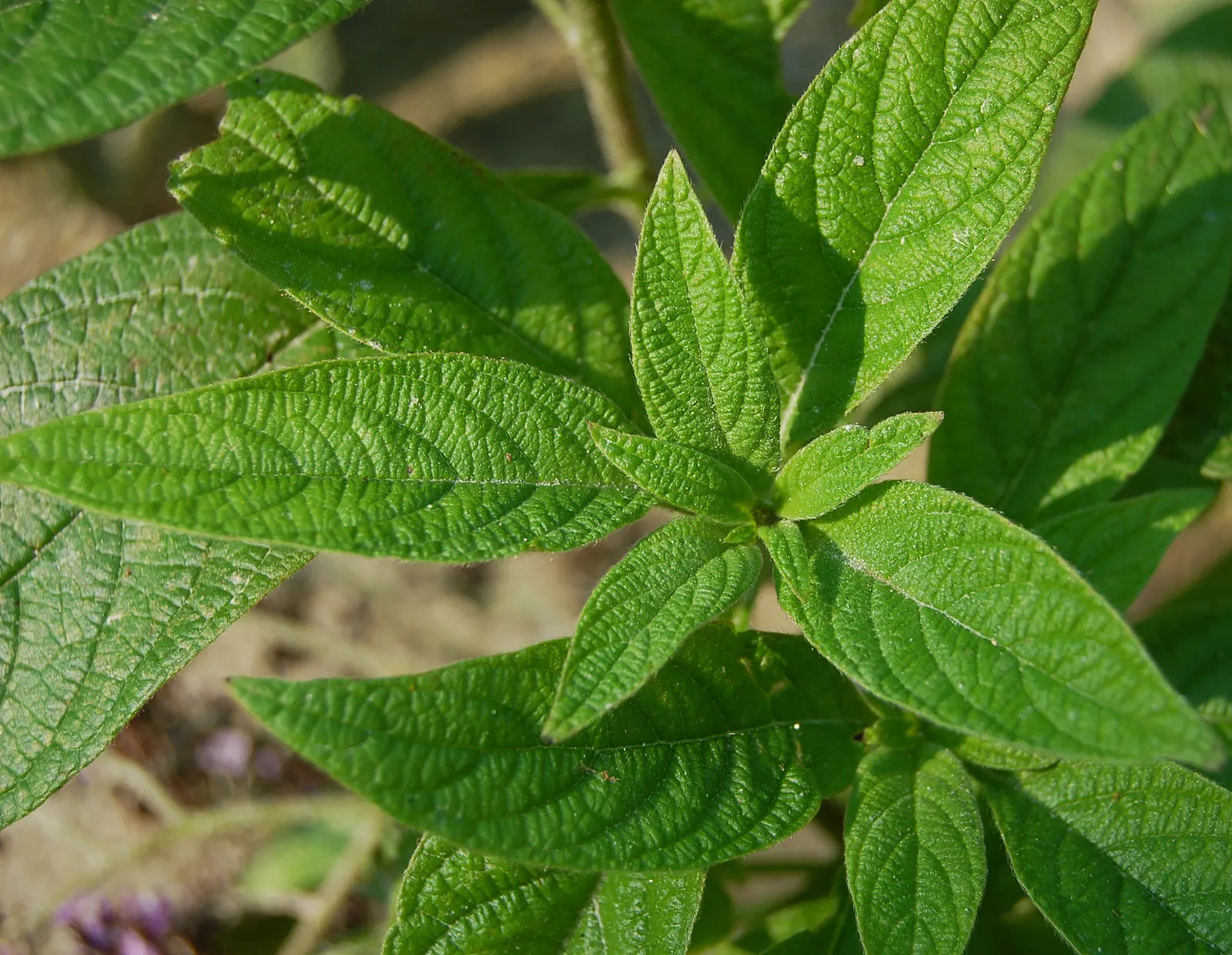 Common Heliotrope (Heliotropium Arborescens) — Common Heliotrope (Heliotropium arborescens) <br><br>The Common Heliotrope; flowering plant that, image 99