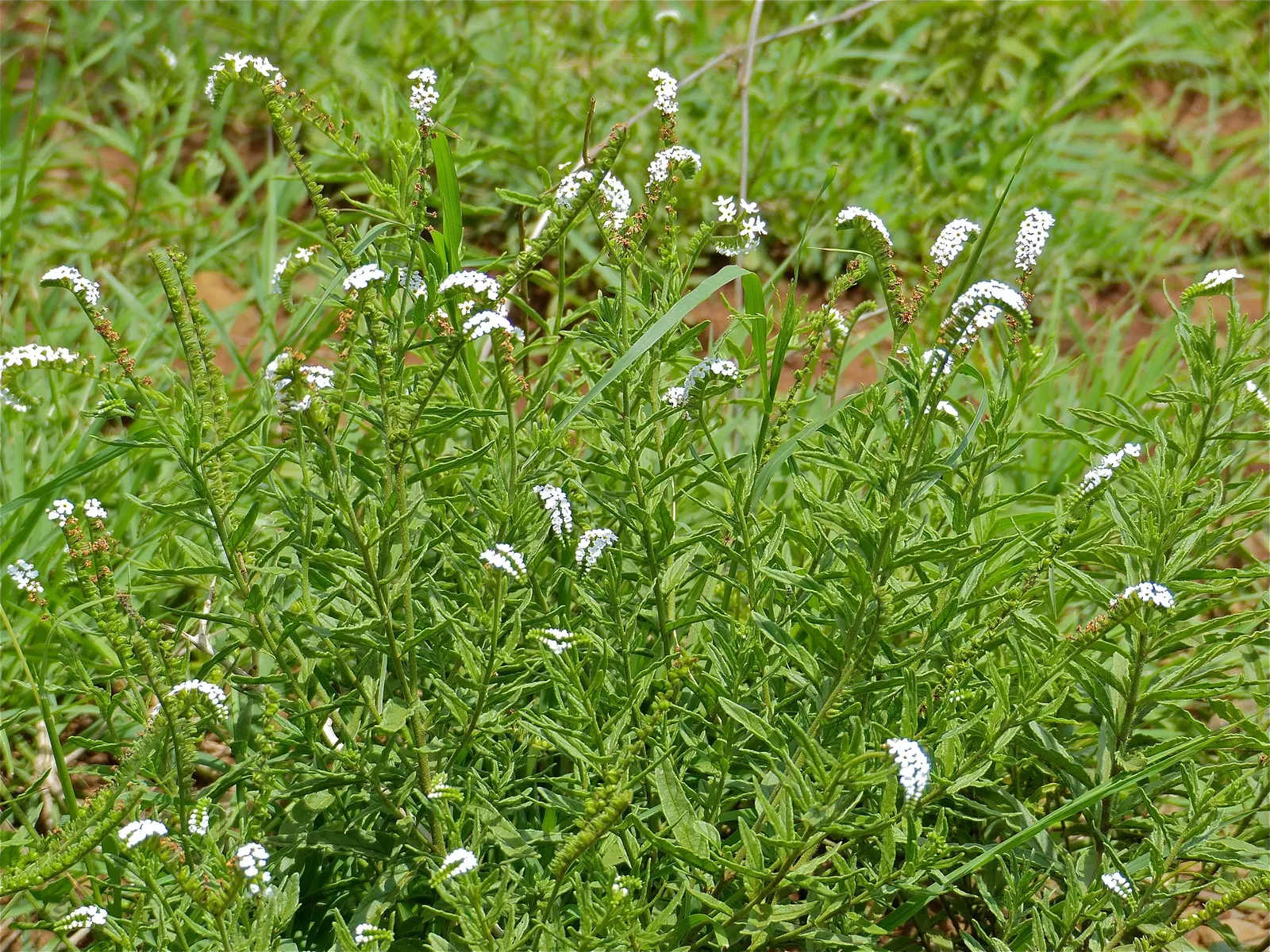 Common Heliotrope (Heliotropium Arborescens) — These plants enjoy warmer temperatures and should be protected from frost