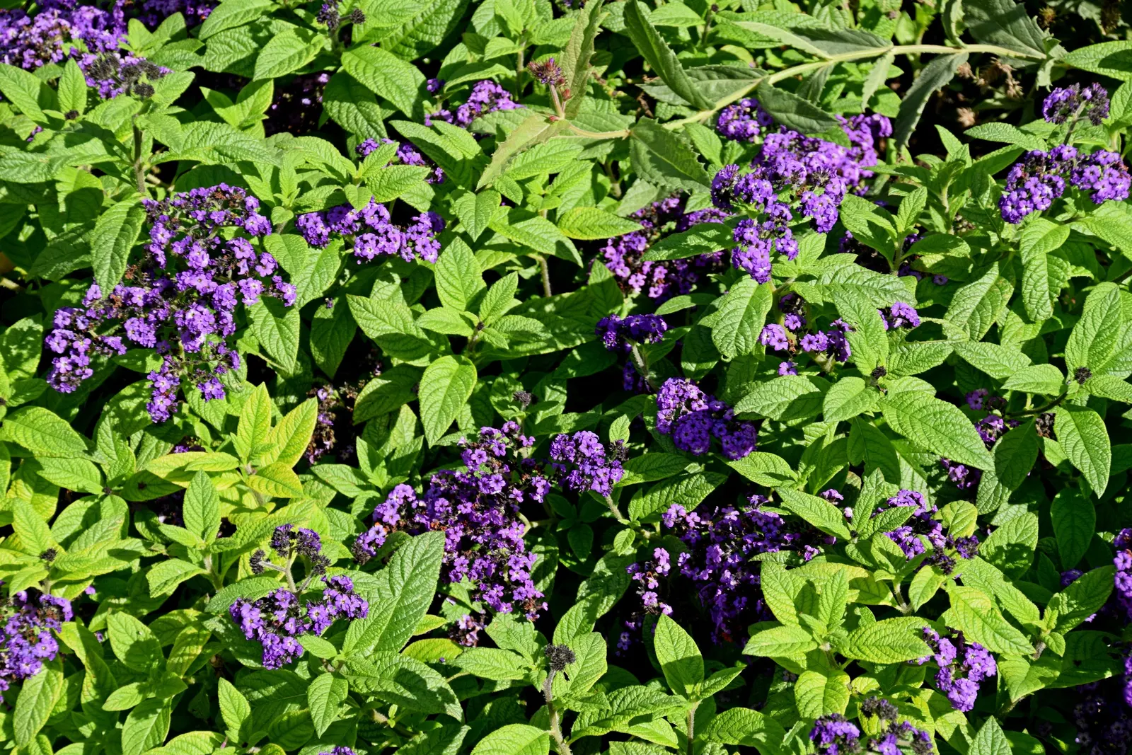 Common Heliotrope (Heliotropium Arborescens) — Heliotropium arborescens, the Common Heliotrope, is a fragrant perennial often grown as an annual, image 94