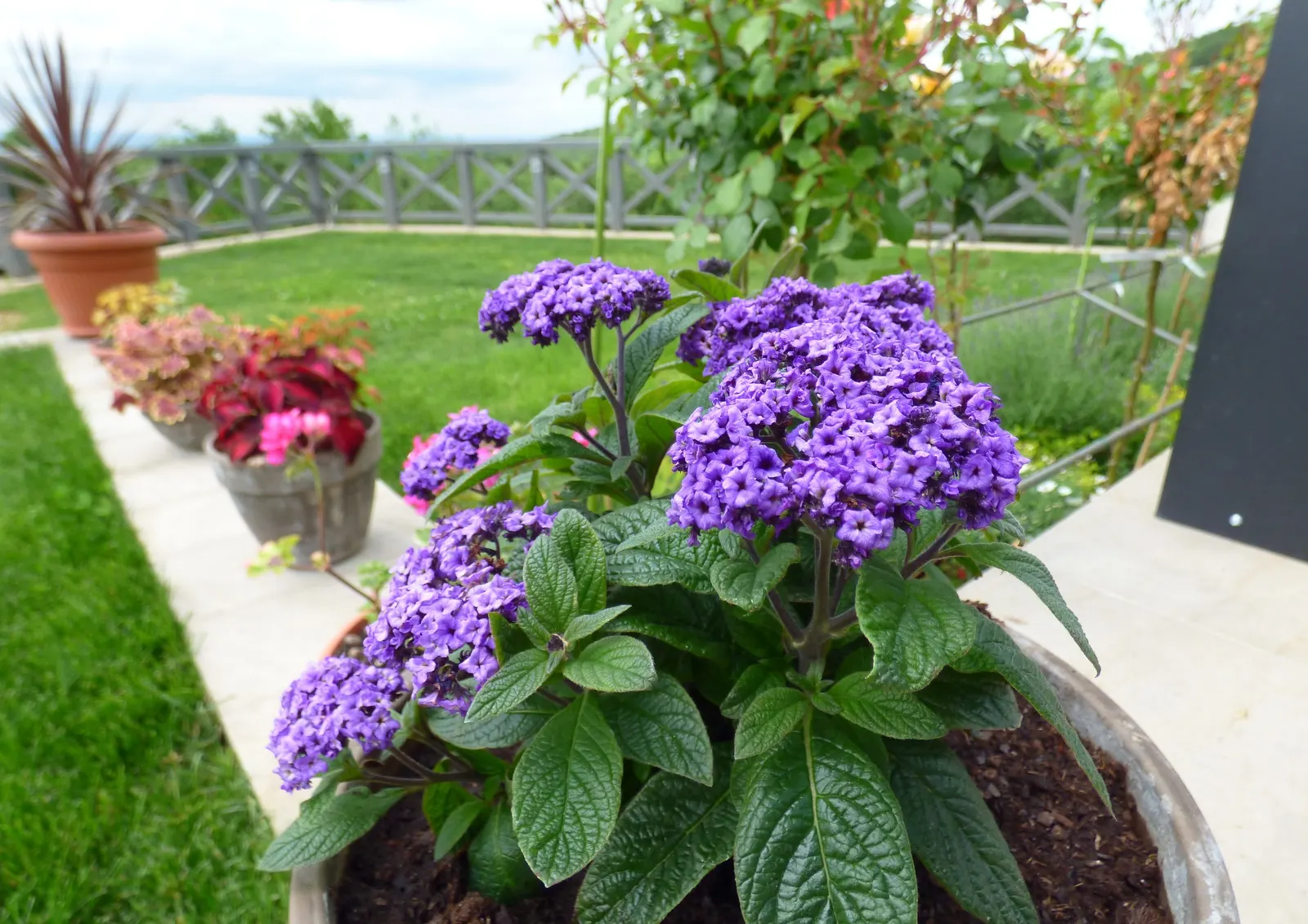 Common Heliotrope (Heliotropium Arborescens) — lavender flowers in the garden