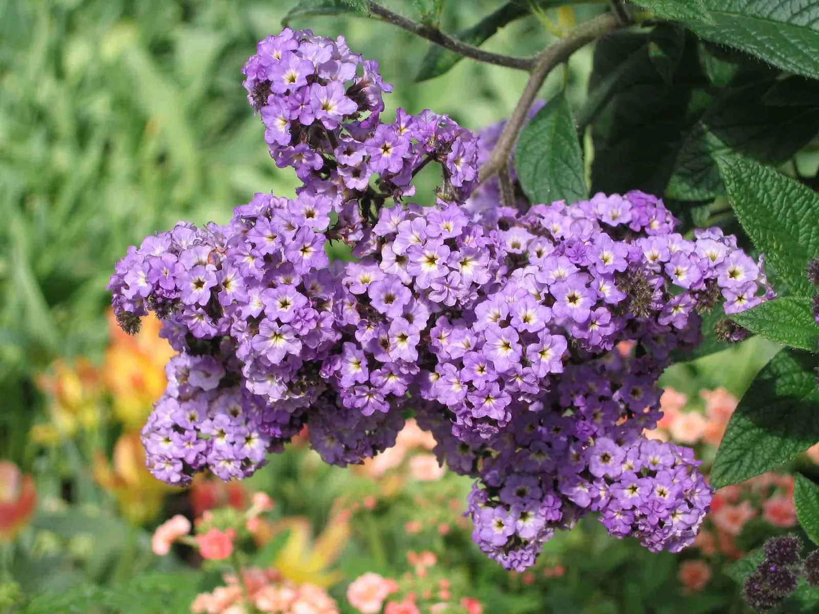 Common Heliotrope (Heliotropium Arborescens) — especially in hotter regions; consider placement near areas where their fragrance can be appreciated, image 110