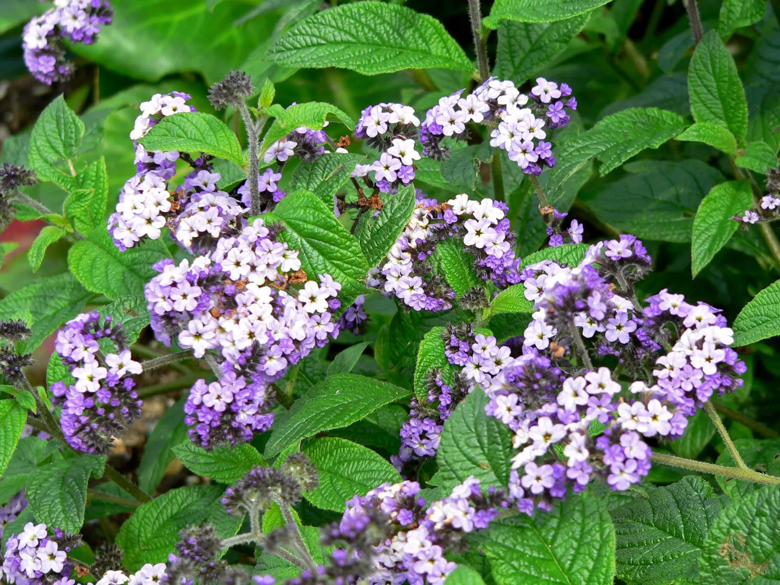 Common Heliotrope (Heliotropium Arborescens) — They thrive in well-drained; shrub with lavender blooms, image 111