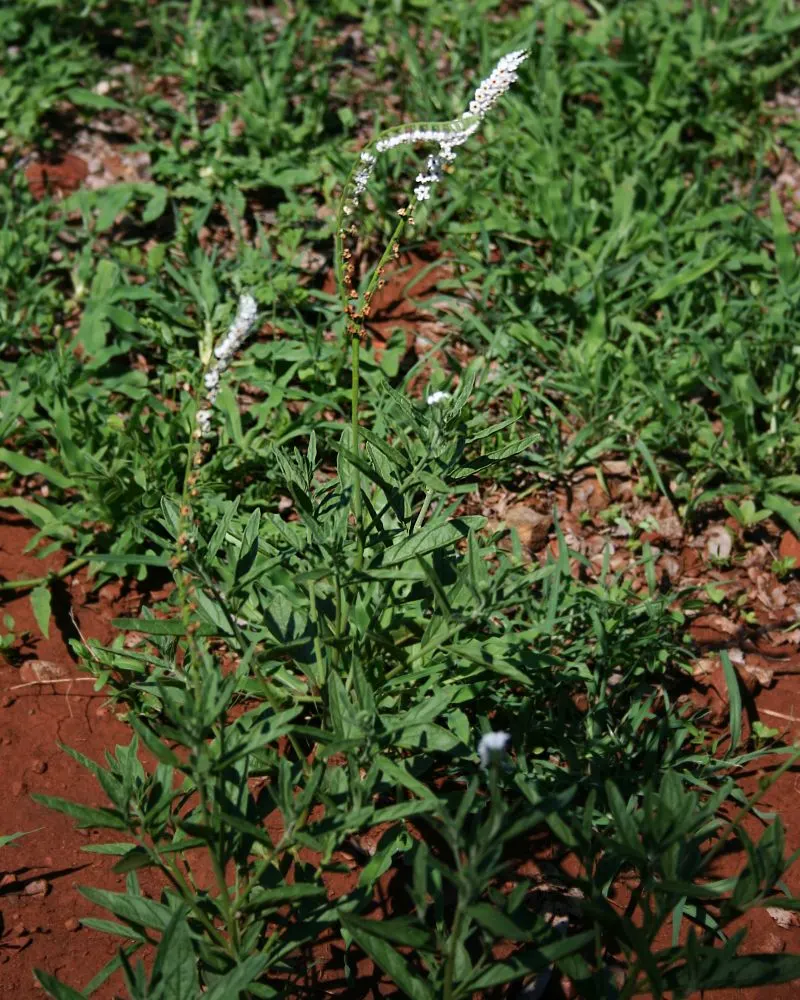 Common Heliotrope (Heliotropium Arborescens) — which may bloom from late spring until the first frost; it reaches a height of 12-18 inches and spreads about