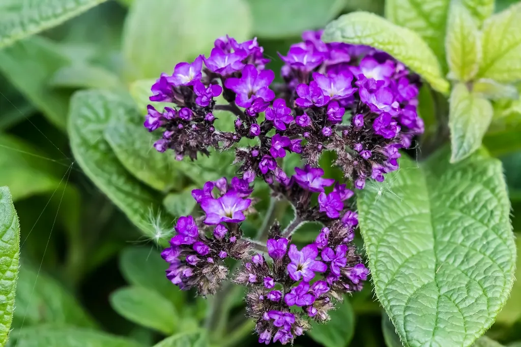 Common Heliotrope (Heliotropium Arborescens) — It reaches a height of 12-18 inches and spreads about the same; reaches 1-3 feet in height and, image 64