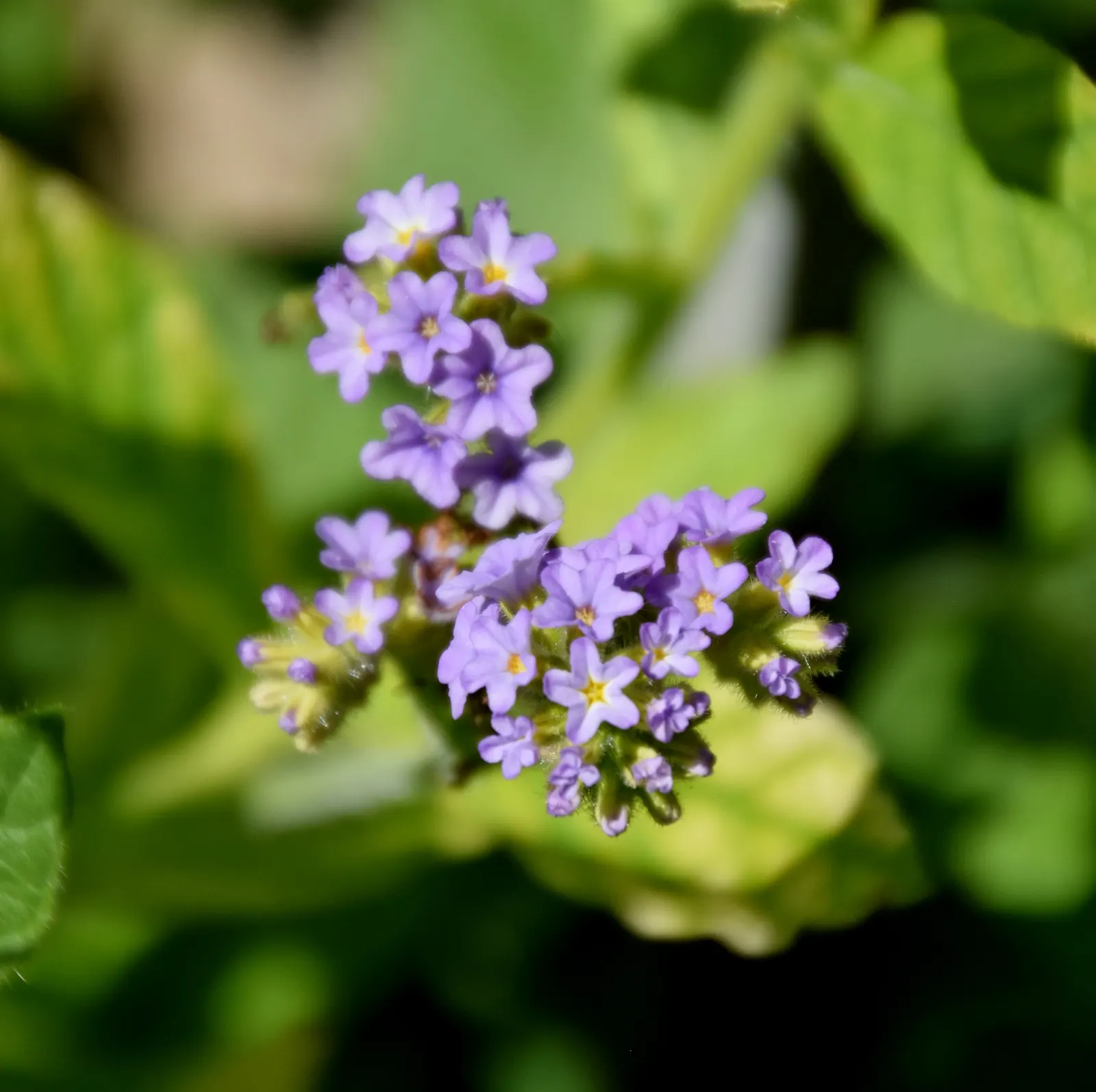 Common Heliotrope (Heliotropium Arborescens) — which may bloom from late spring until the first frost; it reaches a height of 12-18 inches and, image 76