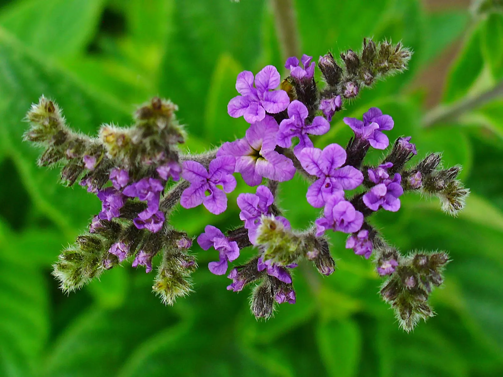 Common Heliotrope (Heliotropium Arborescens) — lavender to deep purple flowers; especially around children and pets