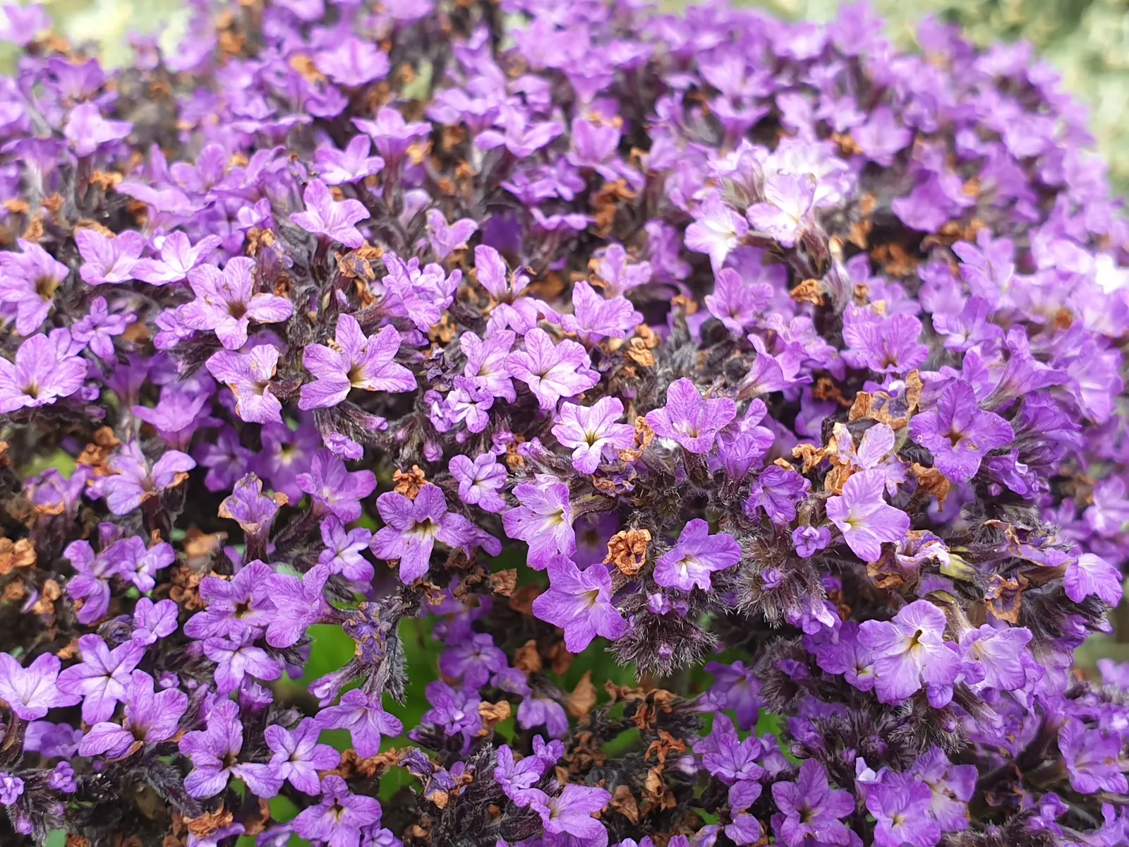 Common Heliotrope (Heliotropium Arborescens) — shrub with lavender blooms