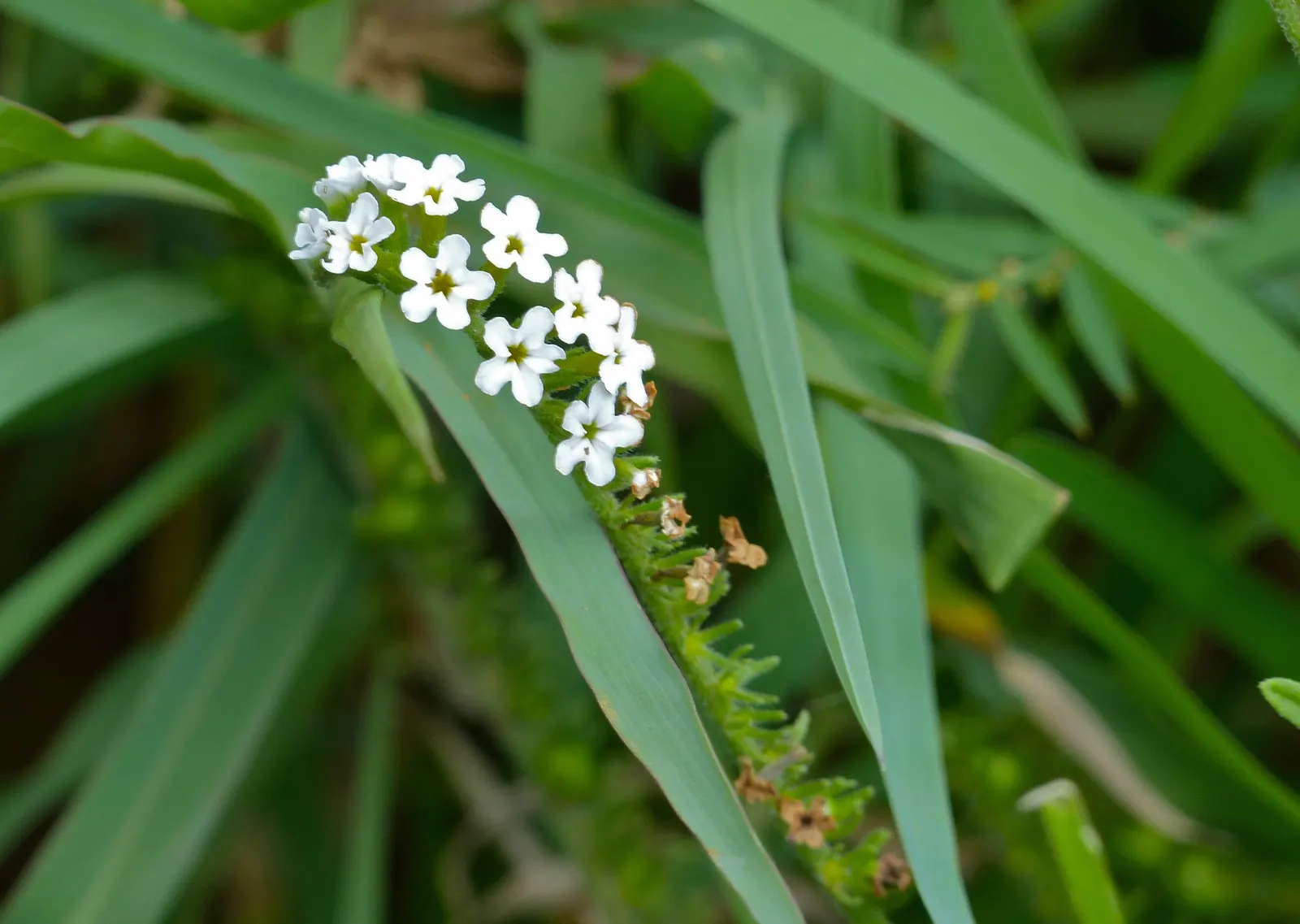 Common Heliotrope (Heliotropium Arborescens) — flowering plant that serves as an enchanting addition to any landscape; making them ideal for USDA zones 9b