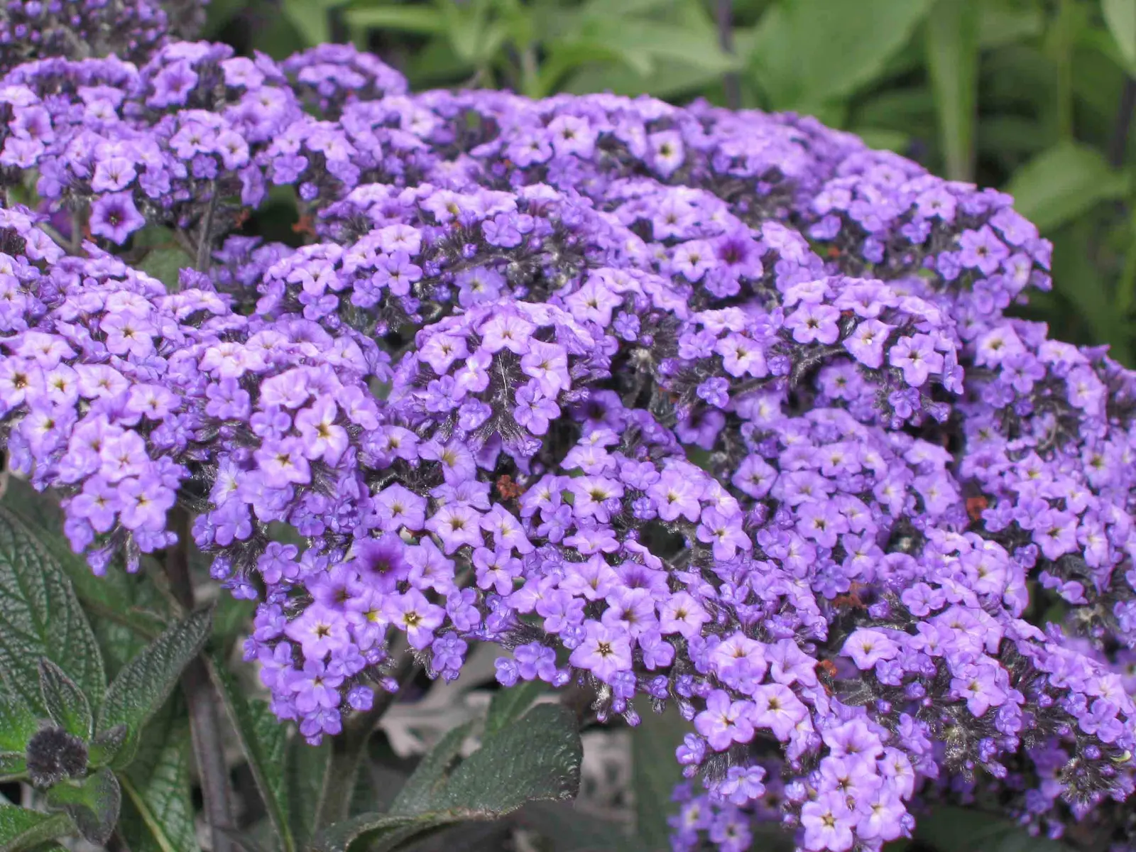 Common Heliotrope (Heliotropium Arborescens) — Famed for its sweet vanilla-like scent