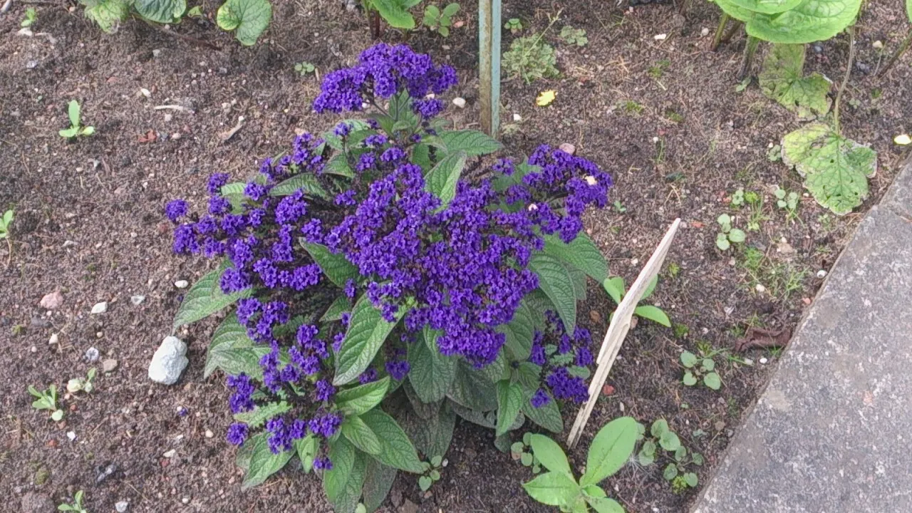 Common Heliotrope (Heliotropium Arborescens) — consider placement near areas where their fragrance can be appreciated; preferring full sun to, image 85