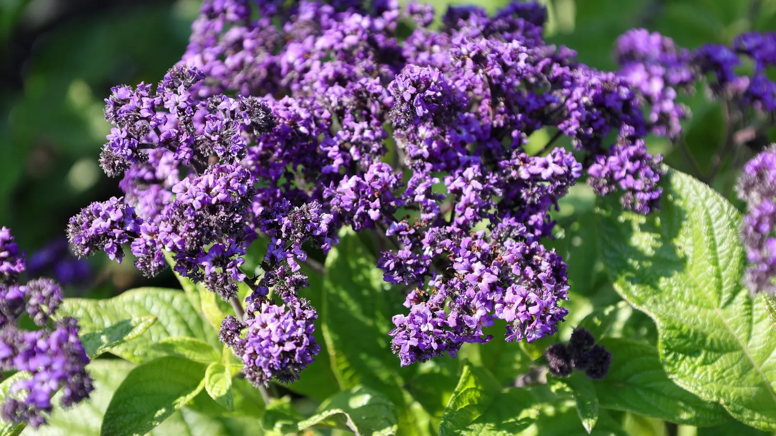 Common Heliotrope (Heliotropium Arborescens) — and consistent moisture is key; common Heliotrope (Heliotropium arborescens) <br><br>The Common Heliotrope